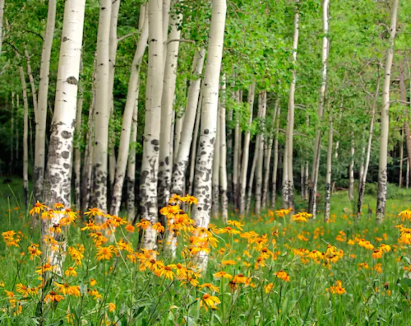 Papermoon Fototapete »Aspen Grove and Orange Wildflowers« günstig online kaufen
