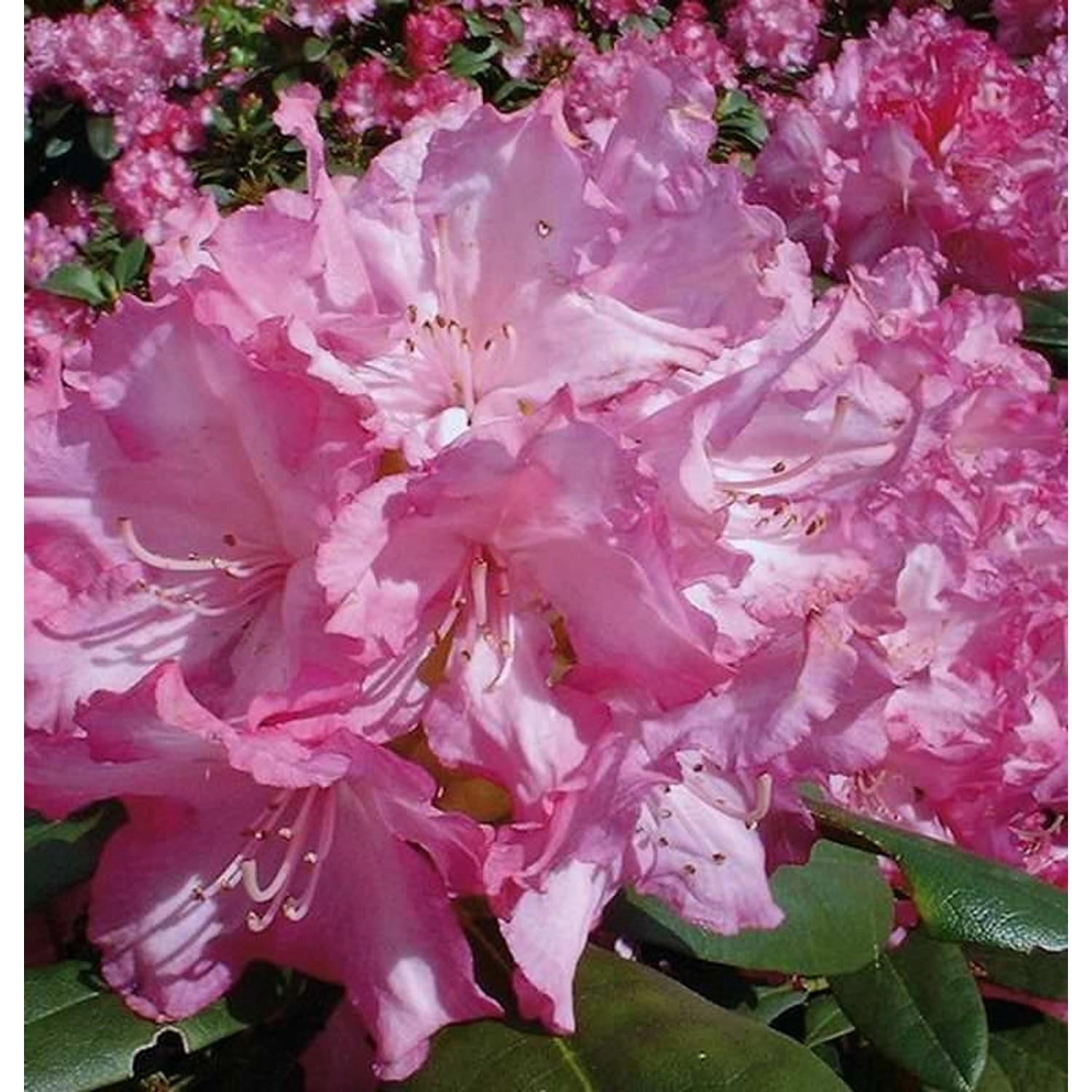 INKARHO - Rhododendron Blurettia 30-40cm - Alpenrose günstig online kaufen