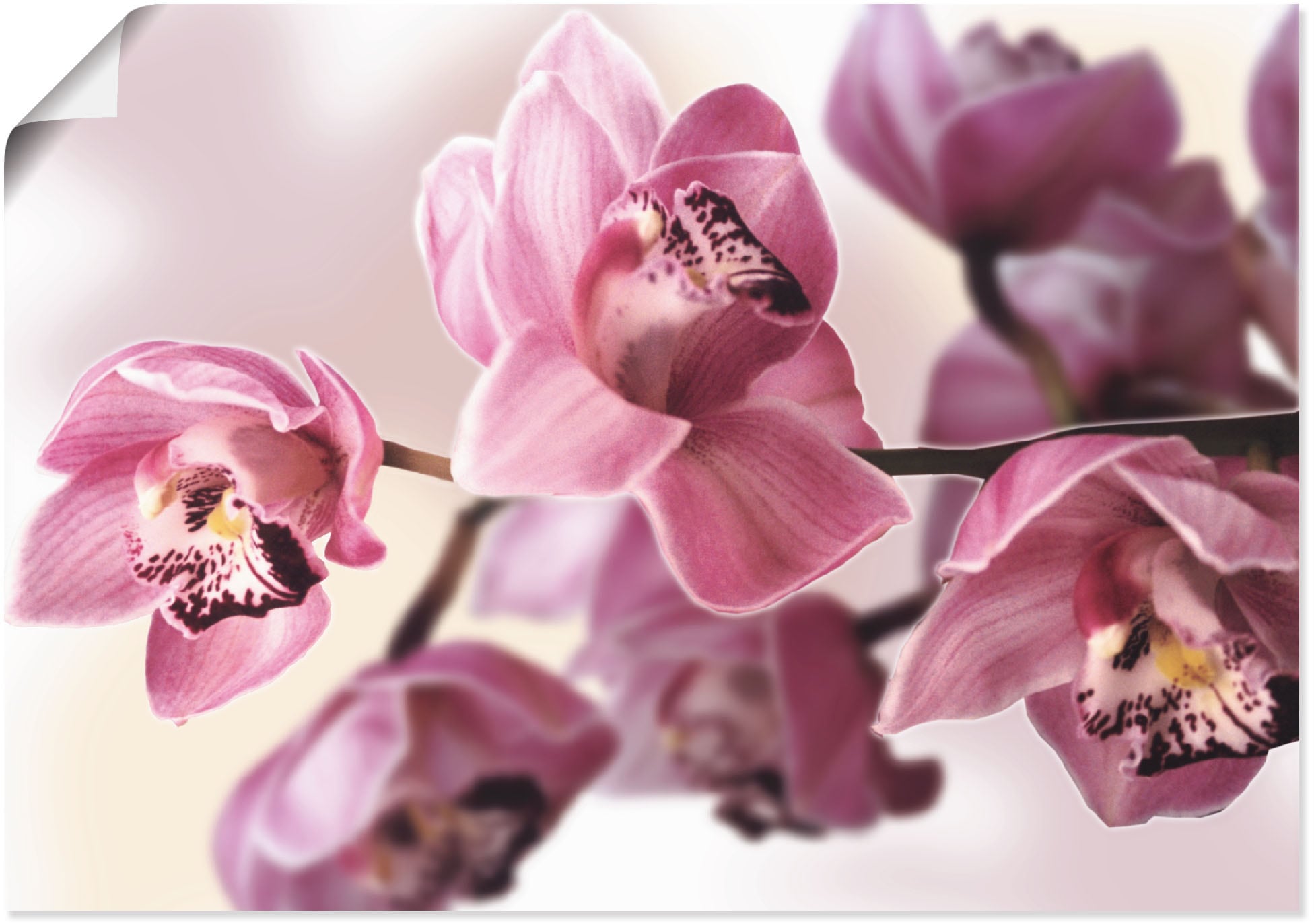 Artland Wandbild "Rosa Orchidee", Blumenbilder, (1 St.), als Alubild, Outdo günstig online kaufen
