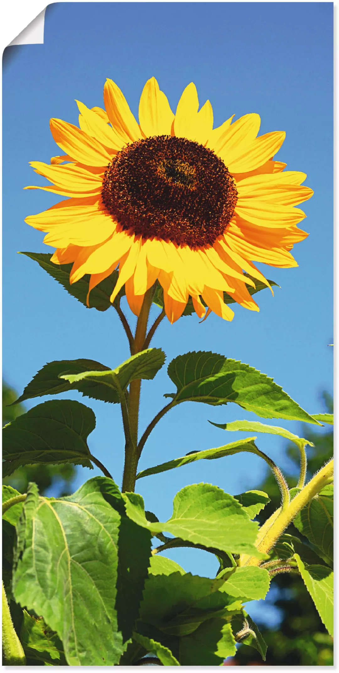 Artland Wandbild "Sonnenblume", Blumen, (1 St.) günstig online kaufen