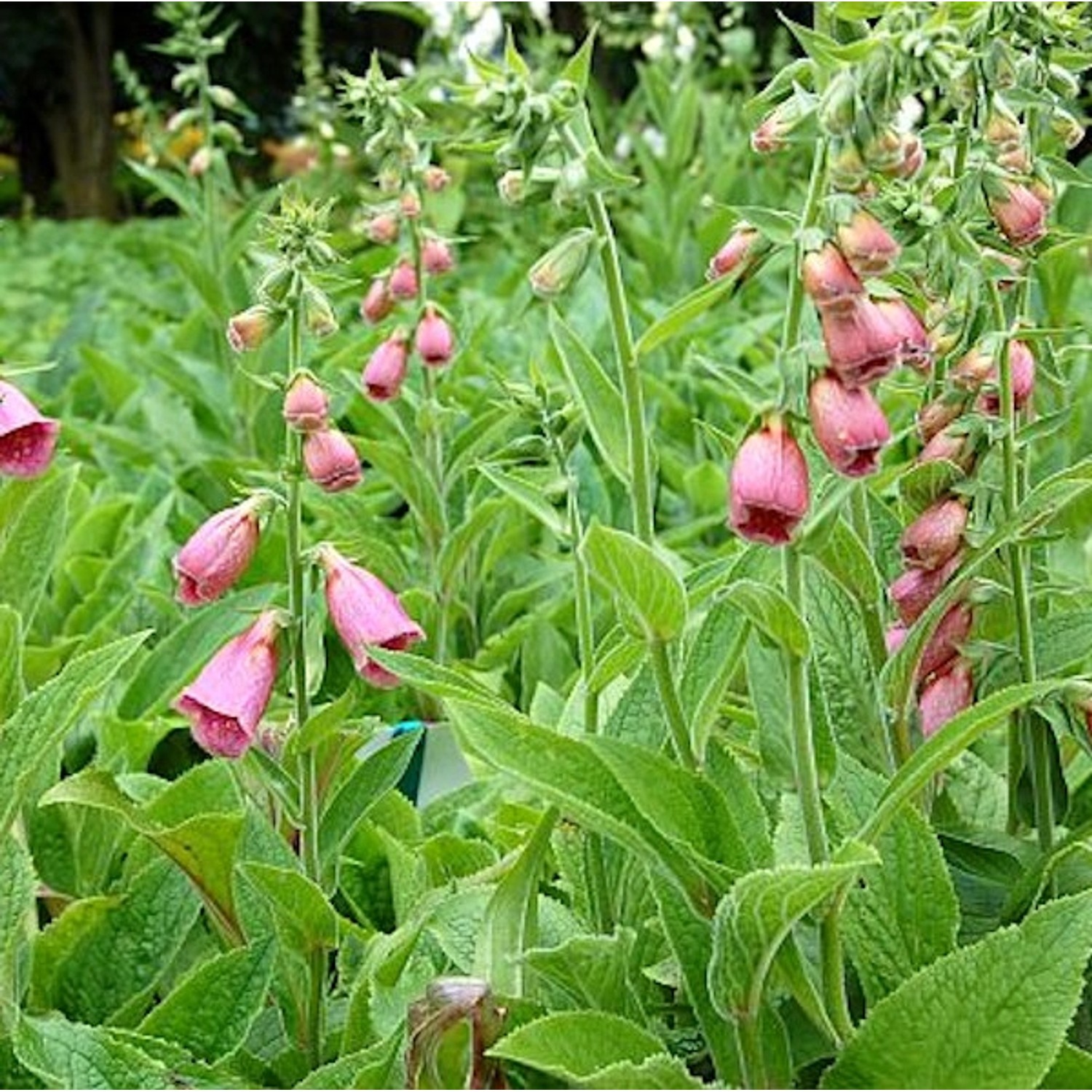 Englischer Fingerhut - Digitalis mertonensis günstig online kaufen