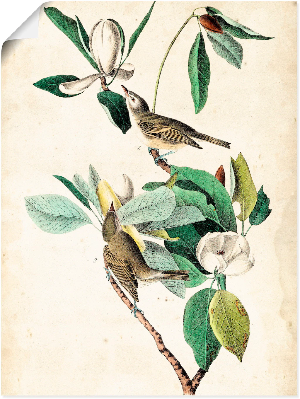 Artland Poster "Sängervireo", Vögel, (1 St.), als Alubild, Leinwandbild, Wa günstig online kaufen