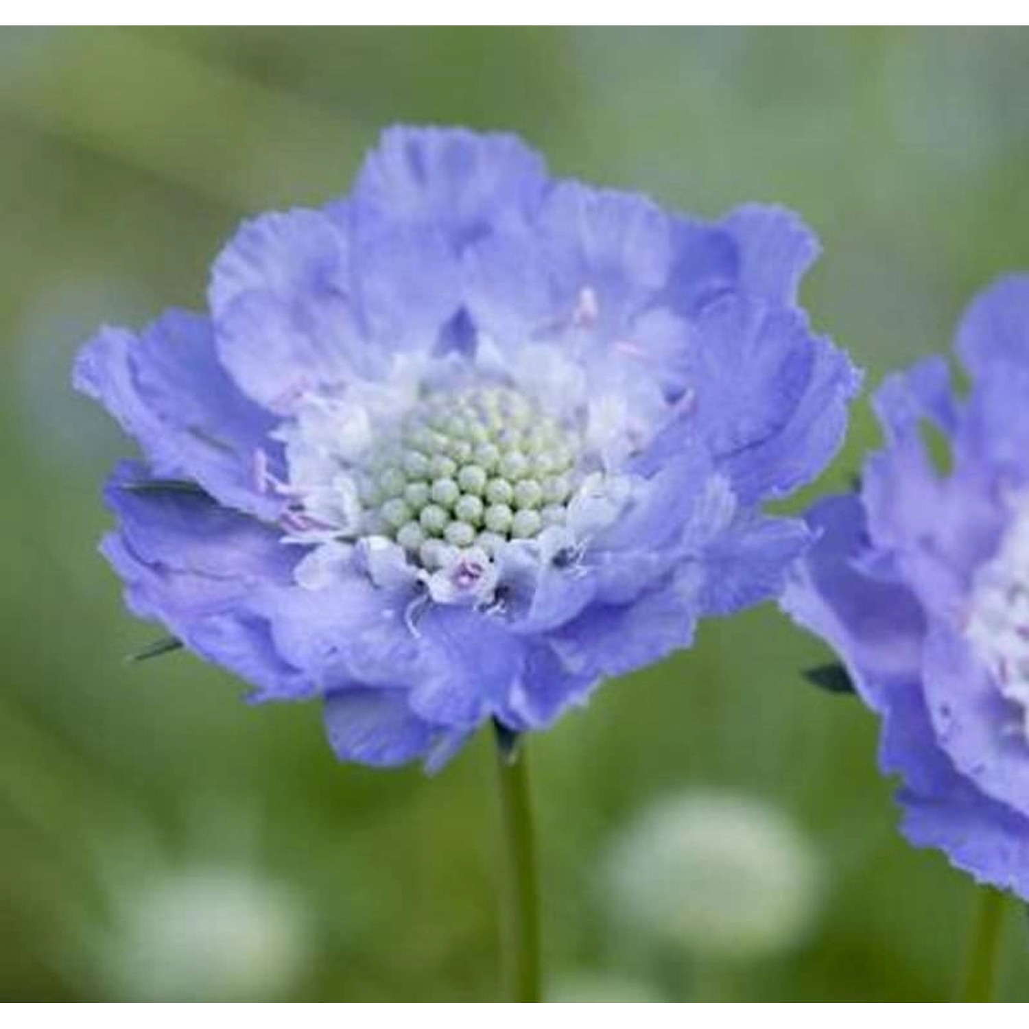 Kaukasus Skabiose Stäfä - Scabiosa caucasica günstig online kaufen