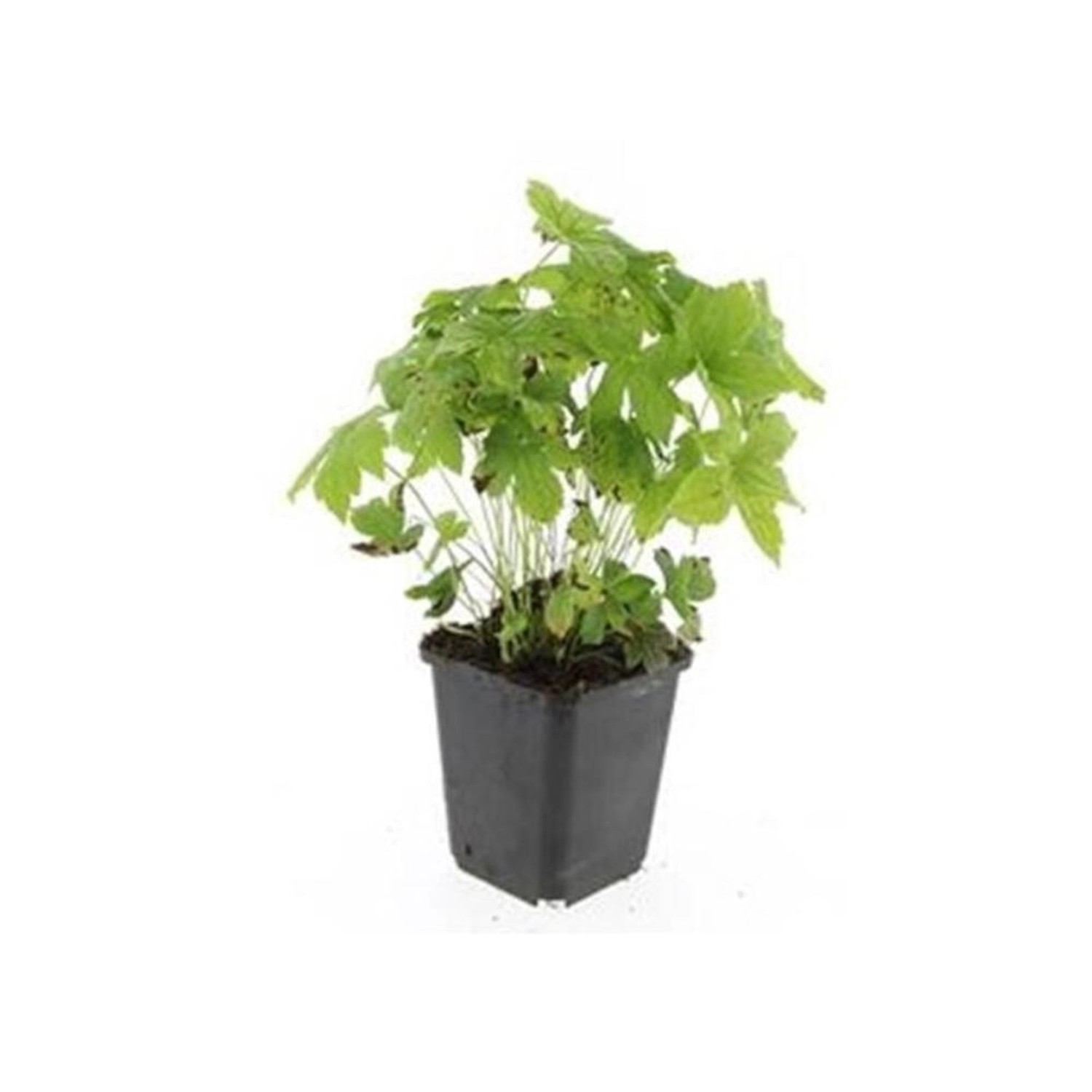 Exotenherz Bodendecker Knotiger Storchschnabel Geranium Nodosum 9cm Topf Se günstig online kaufen