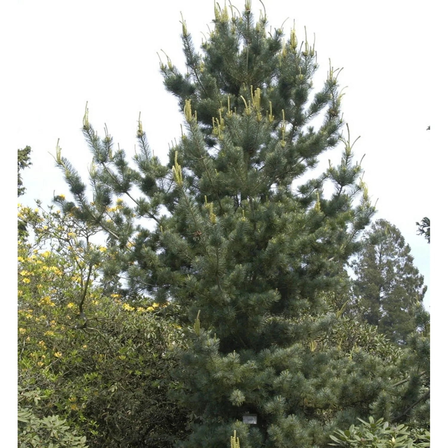 Mädchenkiefer Tempelhof 40-50cm - Pinus parviflora günstig online kaufen