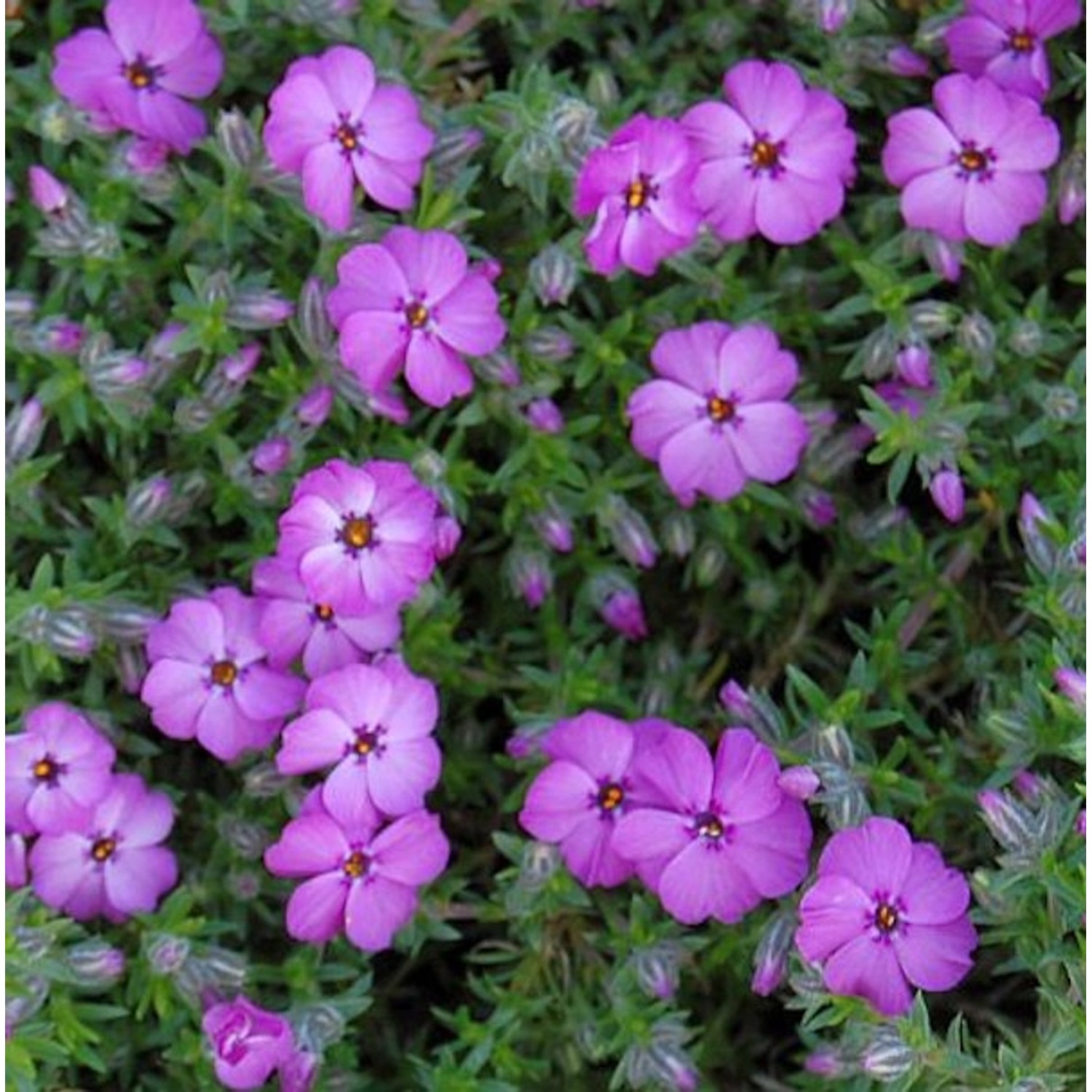 Teppich Flammenblume Red Admiral - Phlox Douglasii günstig online kaufen