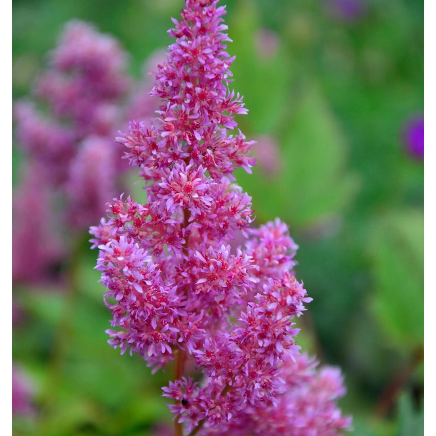 Prachtspiere Mainz - Astilbe japonica günstig online kaufen