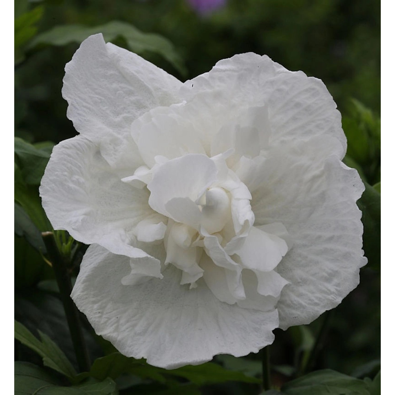 Garteneibisch White Chiffon 60-80cm - Hibiscus syriacus günstig online kaufen