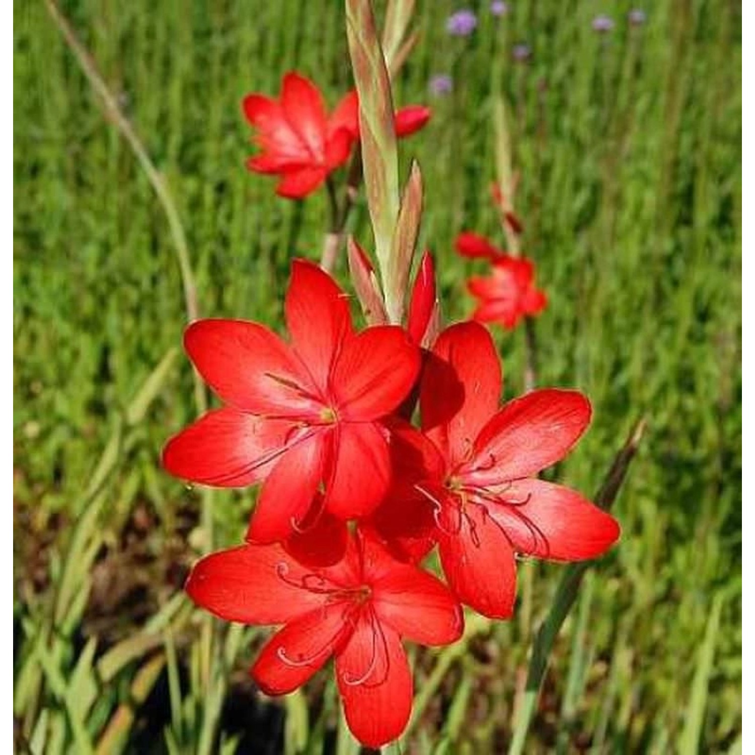 Spaltgriffel - Hesperantha coccinea günstig online kaufen