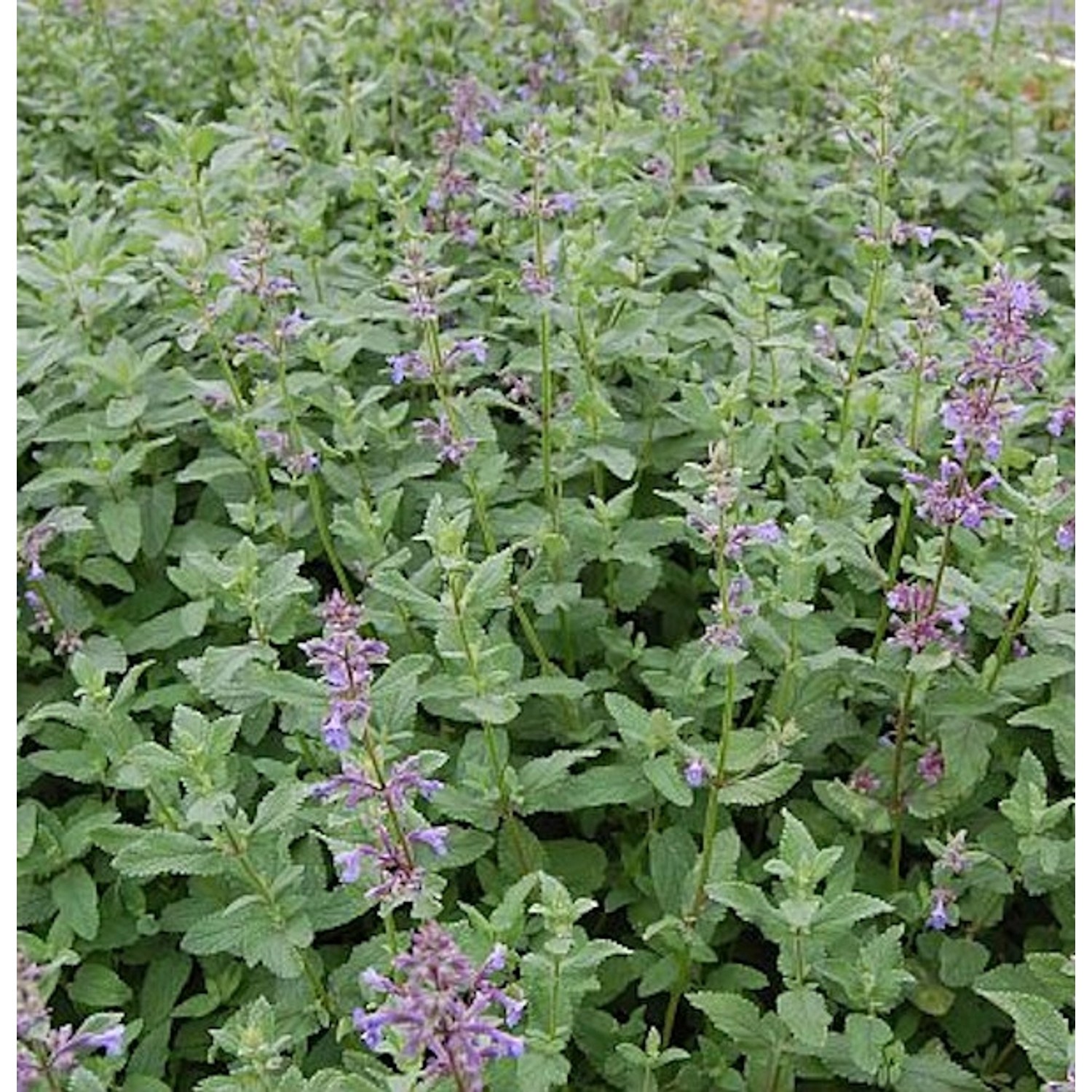 Katzenminze Bramdean - Nepeta grandiflora günstig online kaufen