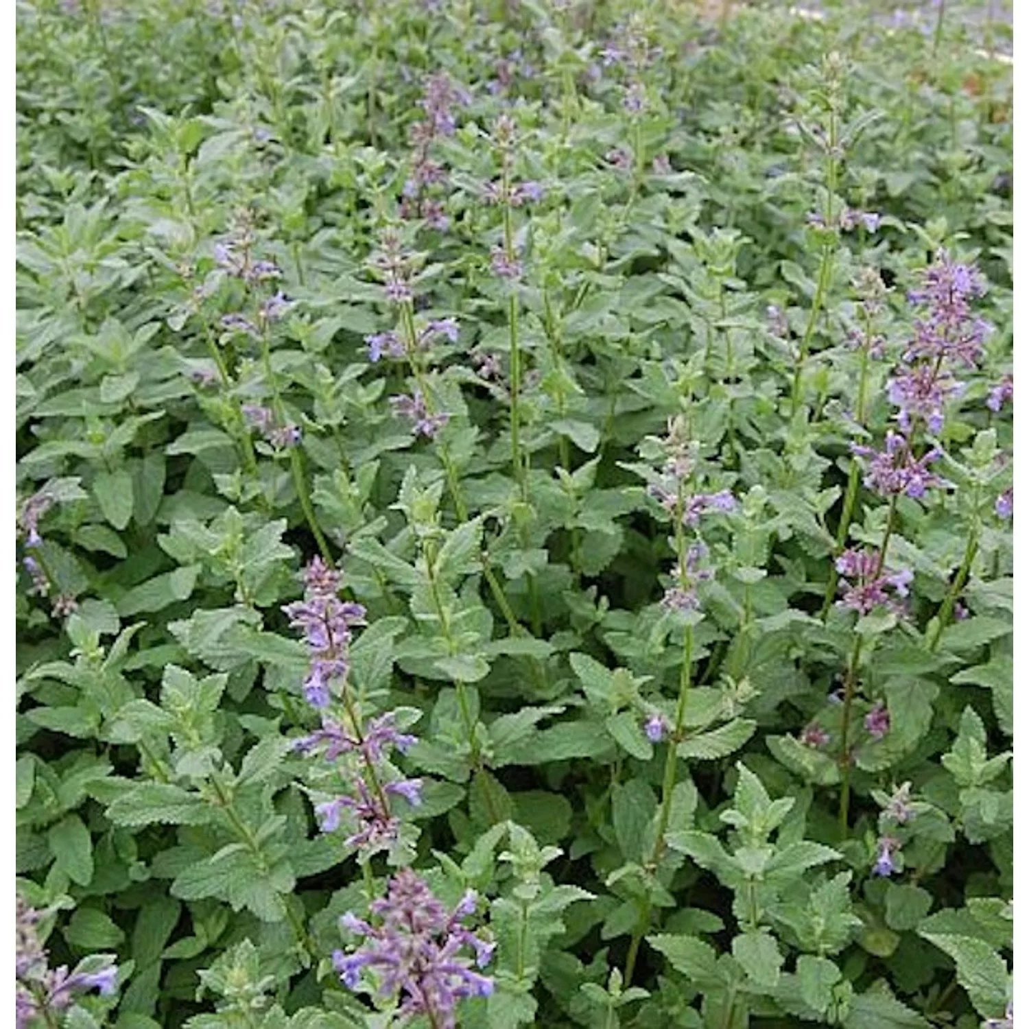 Katzenminze Bramdean - Nepeta grandiflora günstig online kaufen