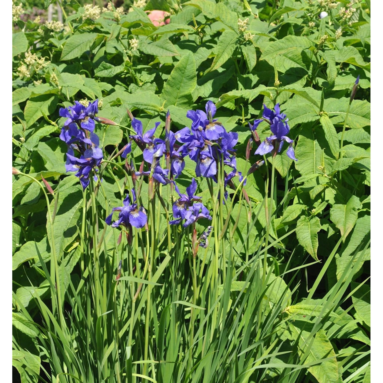 Sibirische Schwertlilie Dreaming Spires - Iris sibirica günstig online kaufen