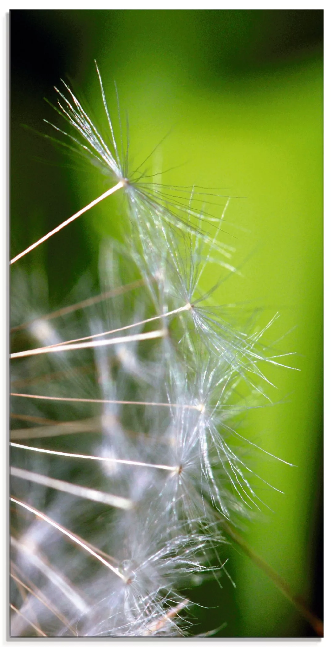 Artland Glasbild "Pusteblumesamen", Blumen, (1 St.) günstig online kaufen