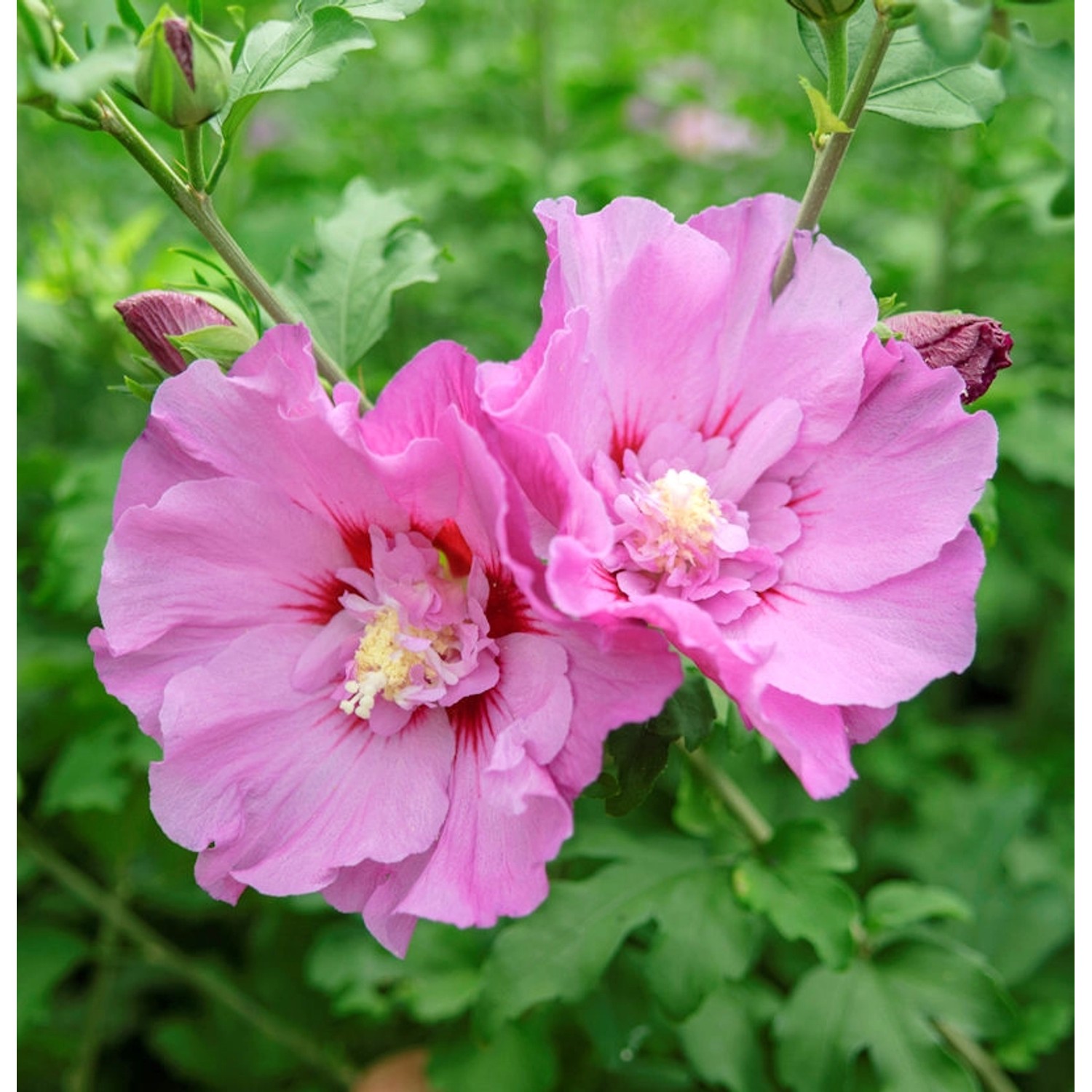 Gartenhibiskus - Strauch Eibisch Pompei 60-80cm - Hibiscus syriacus günstig online kaufen