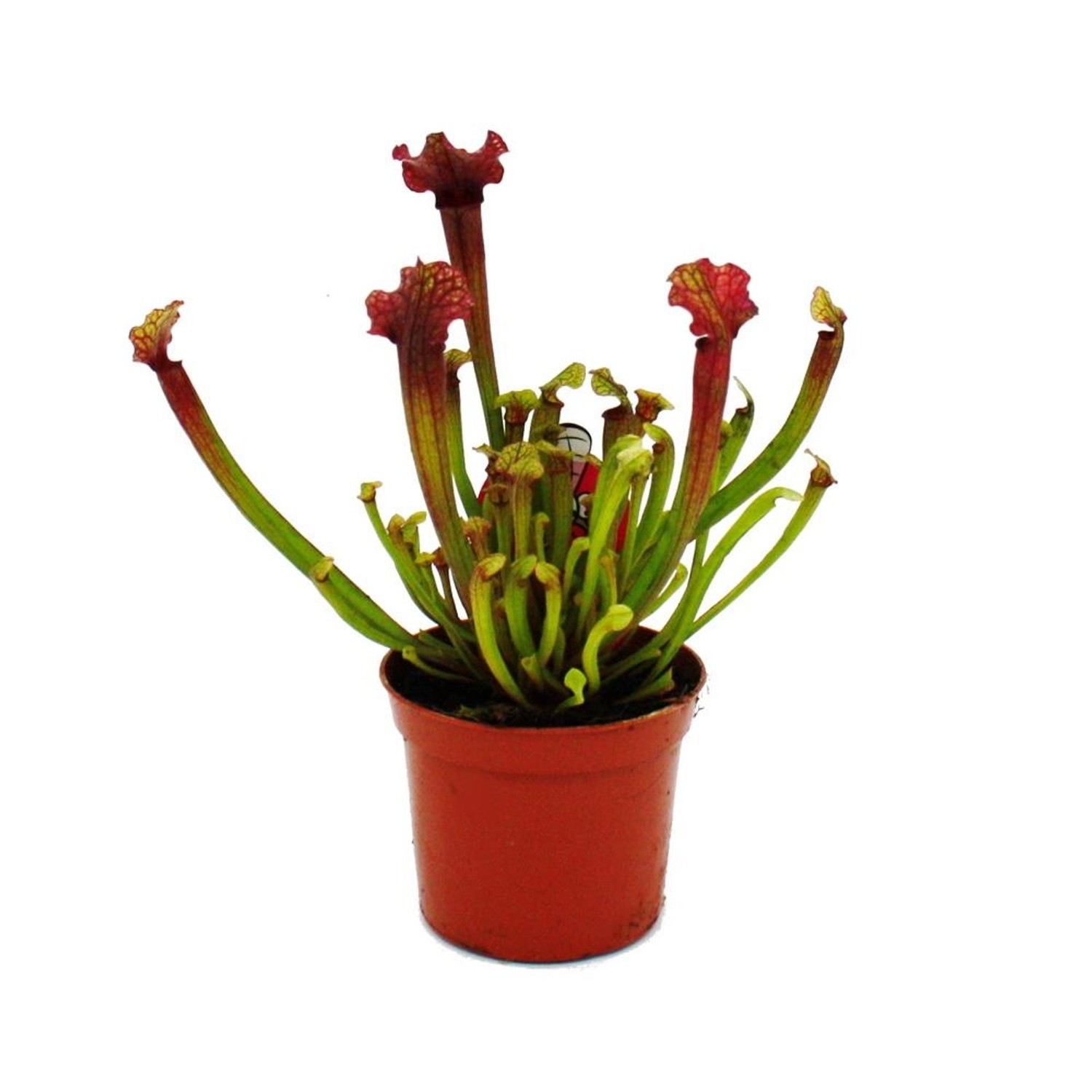 Exotenherz Schlauchpflanze Sarracenia Judith Fleischfressende Pflanze 9cm T günstig online kaufen