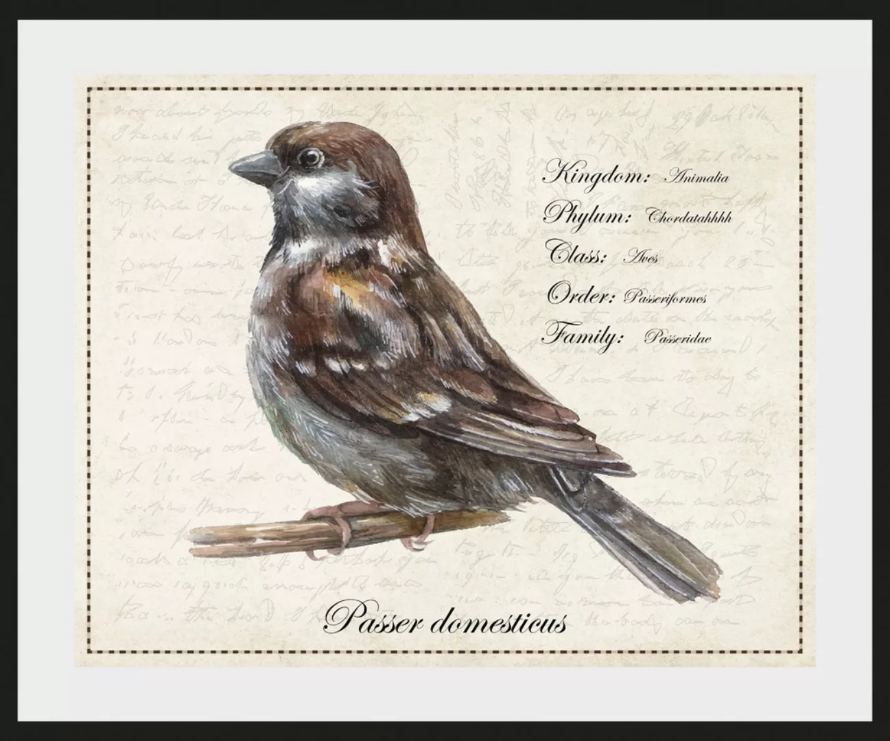 queence Bild »Passer domesticus«, Vögel-Vogelbilder-historische Ereignisse- günstig online kaufen