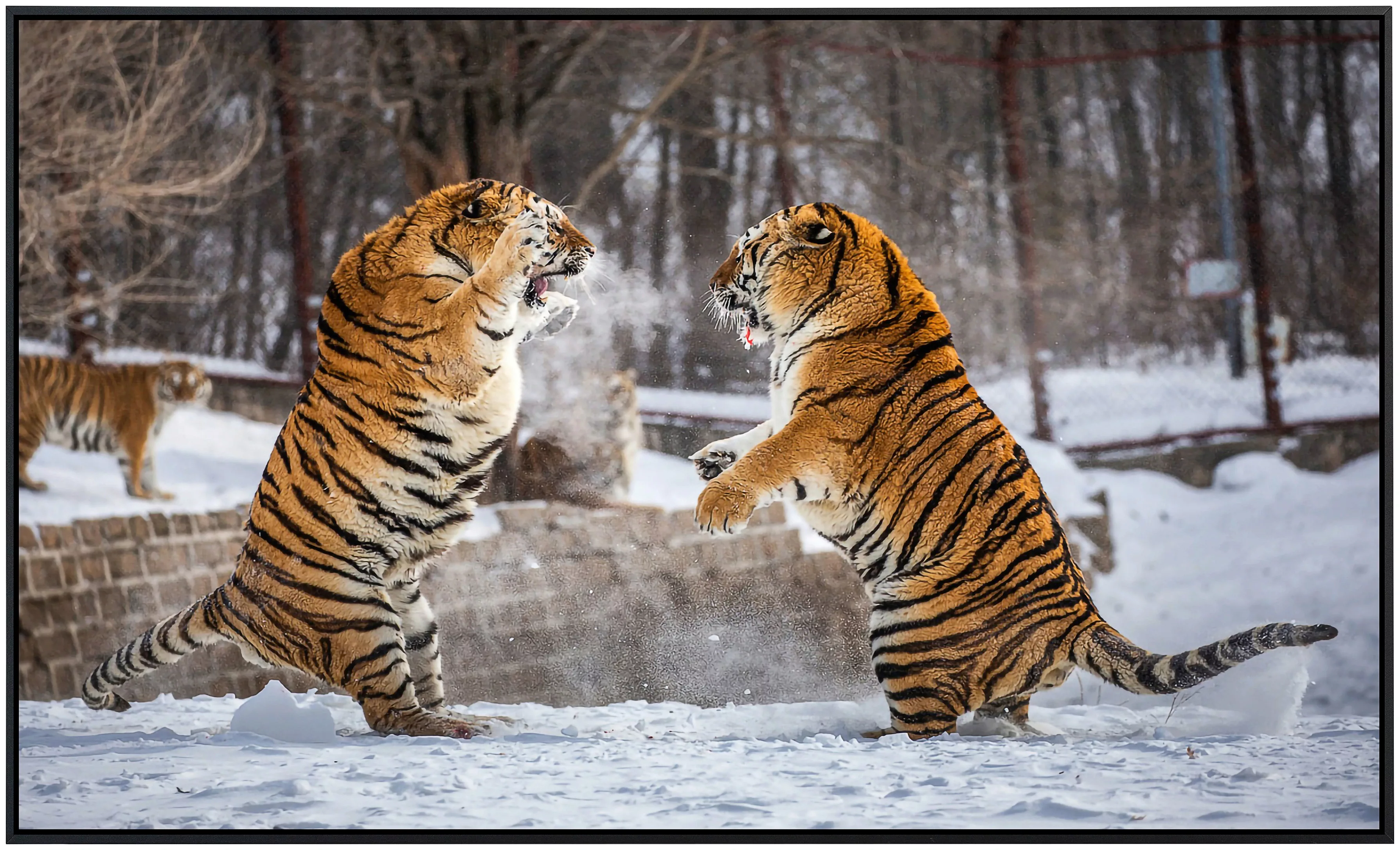 Papermoon Infrarotheizung »Kampf gegen Sibirische Tiger« günstig online kaufen