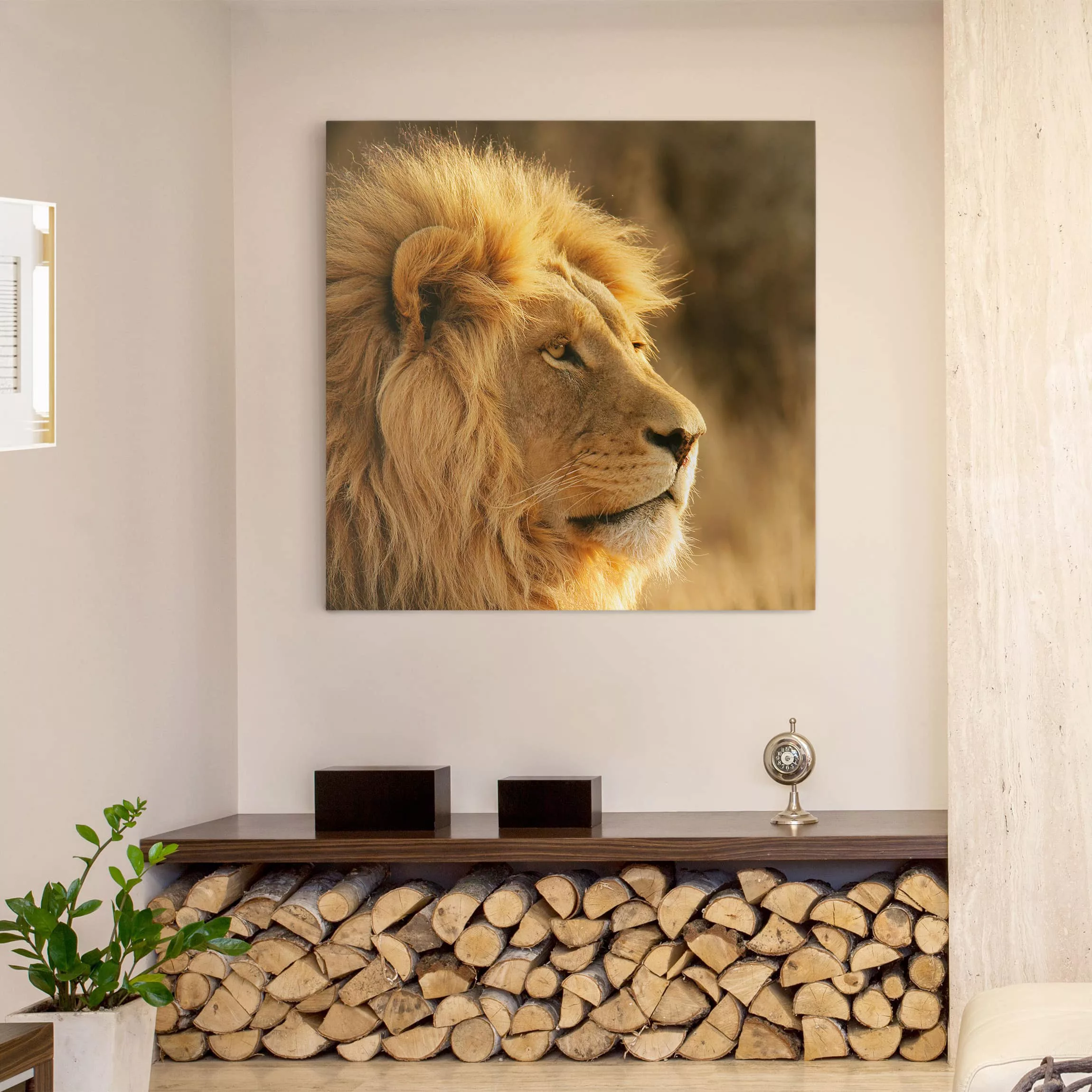 Leinwandbild Tiere - Quadrat Löwenkönig günstig online kaufen