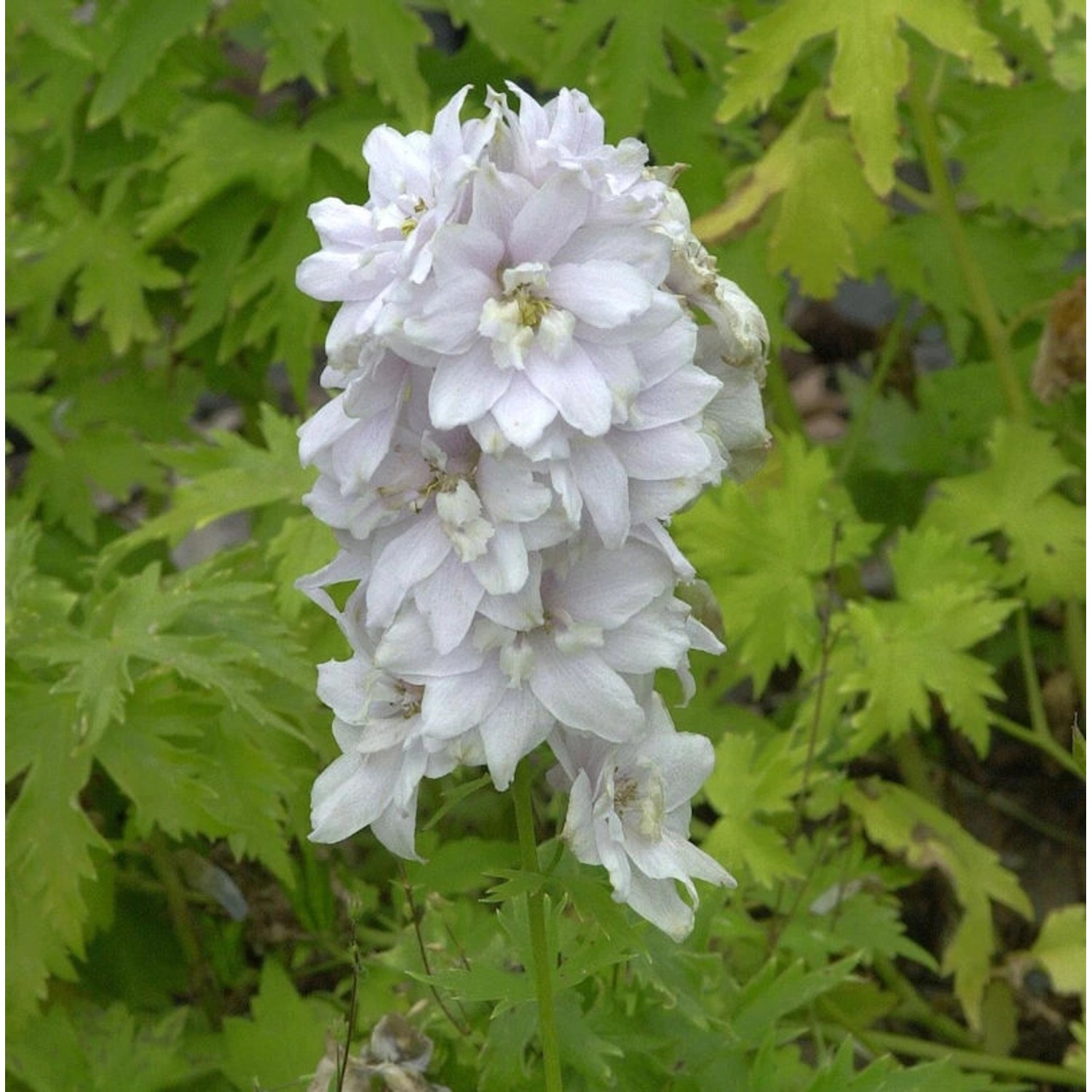 Rittersporn Schneewittchen - Delphinium belladonna günstig online kaufen