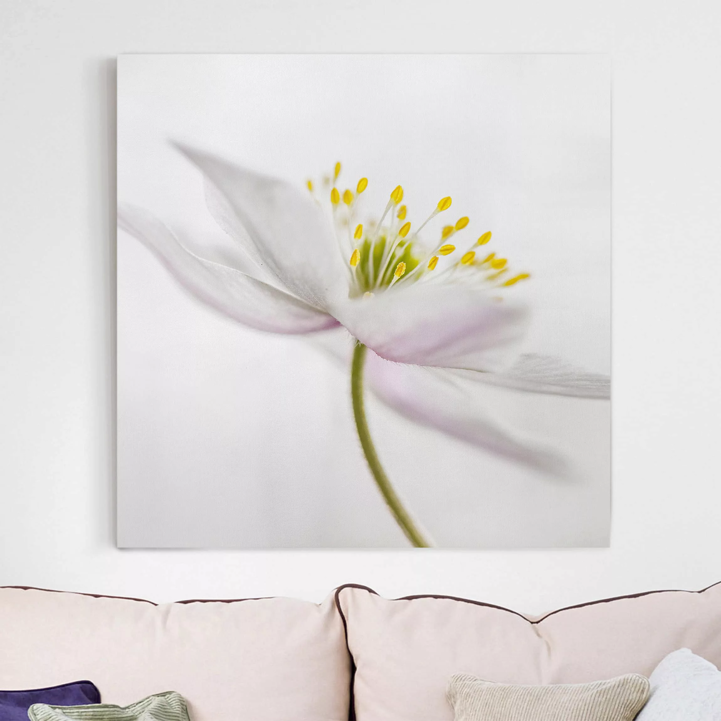 Leinwandbild Blumen - Quadrat Nemorosa günstig online kaufen
