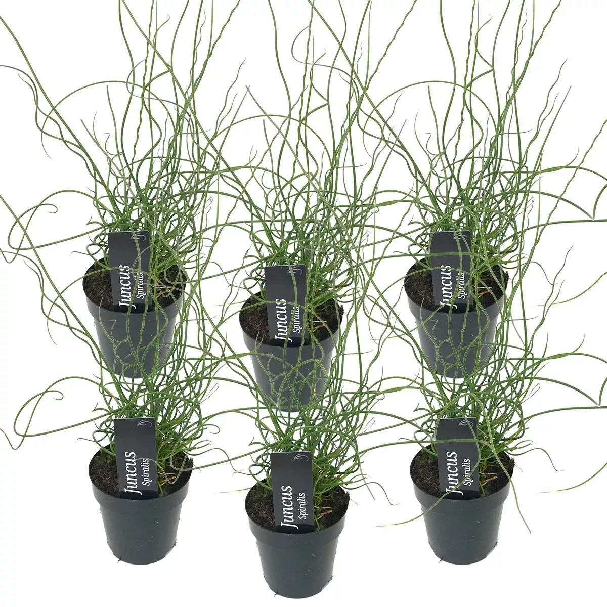 Casa Caron | Satz von 6 Juncus Spiralis günstig online kaufen