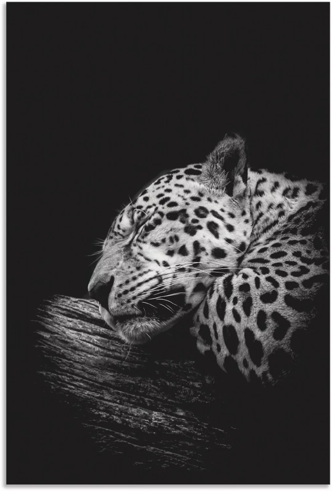 Artland Wandbild "Der schlafende Jaguar", Wildtiere, (1 St.), als Alubild, günstig online kaufen