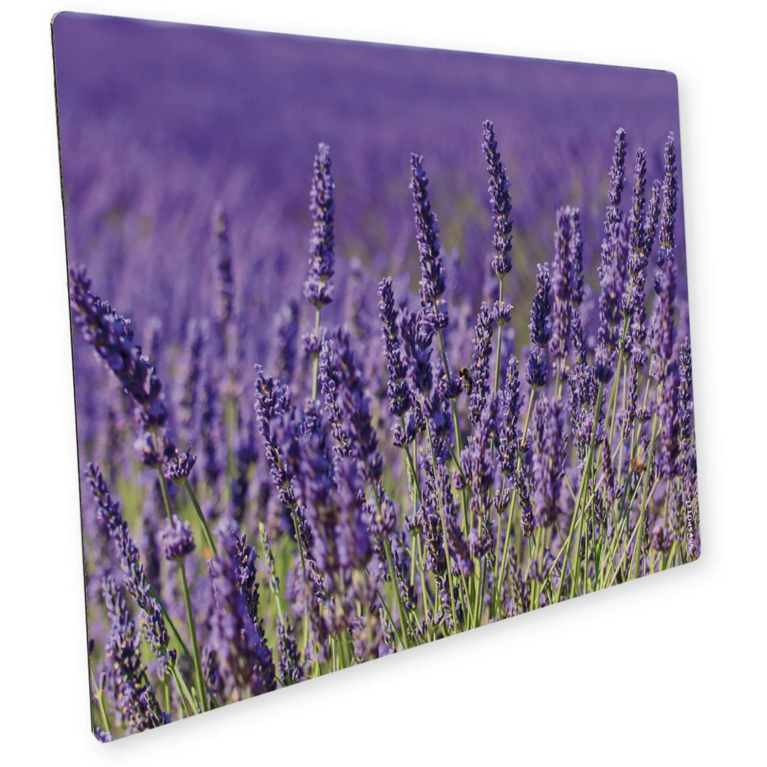 Myspotti Mini-Spritzschutzplatte Lavendel 59 cm x 41 cm günstig online kaufen