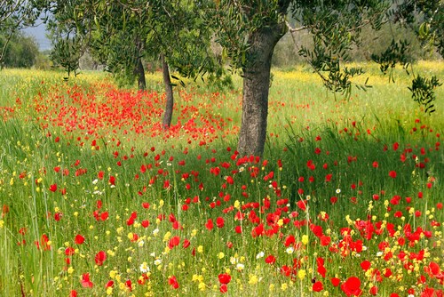 Papermoon Fototapete »Blumenwiese« günstig online kaufen