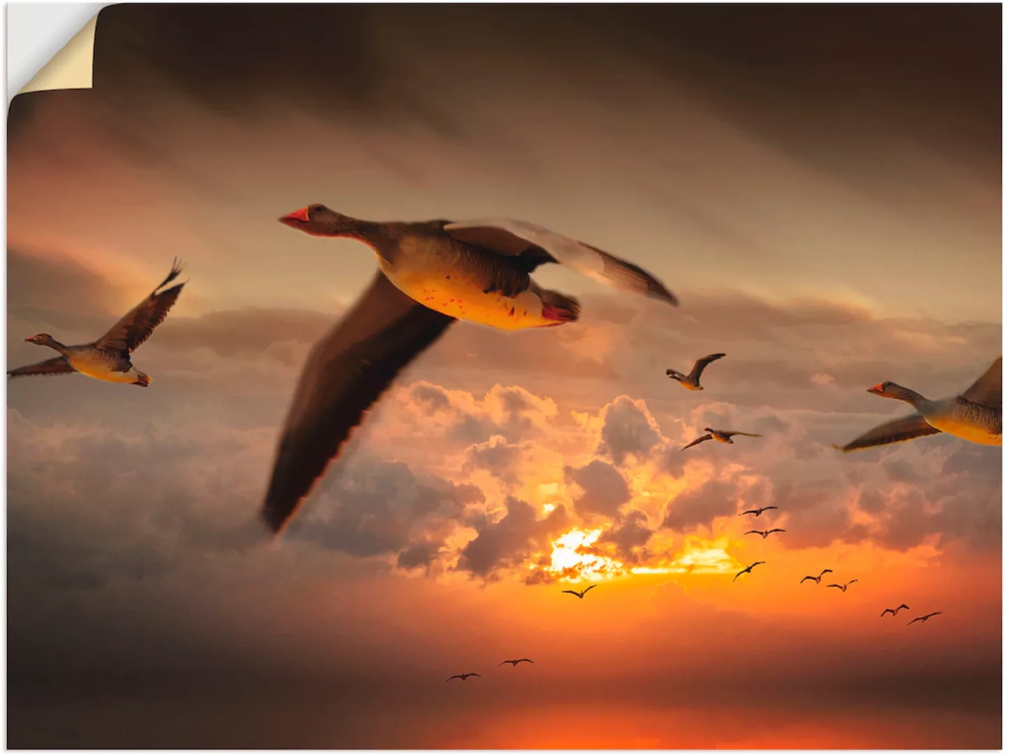Artland Wandbild »Der Flug der Wildgänse...«, Vögel, (1 St.), als Leinwandb günstig online kaufen