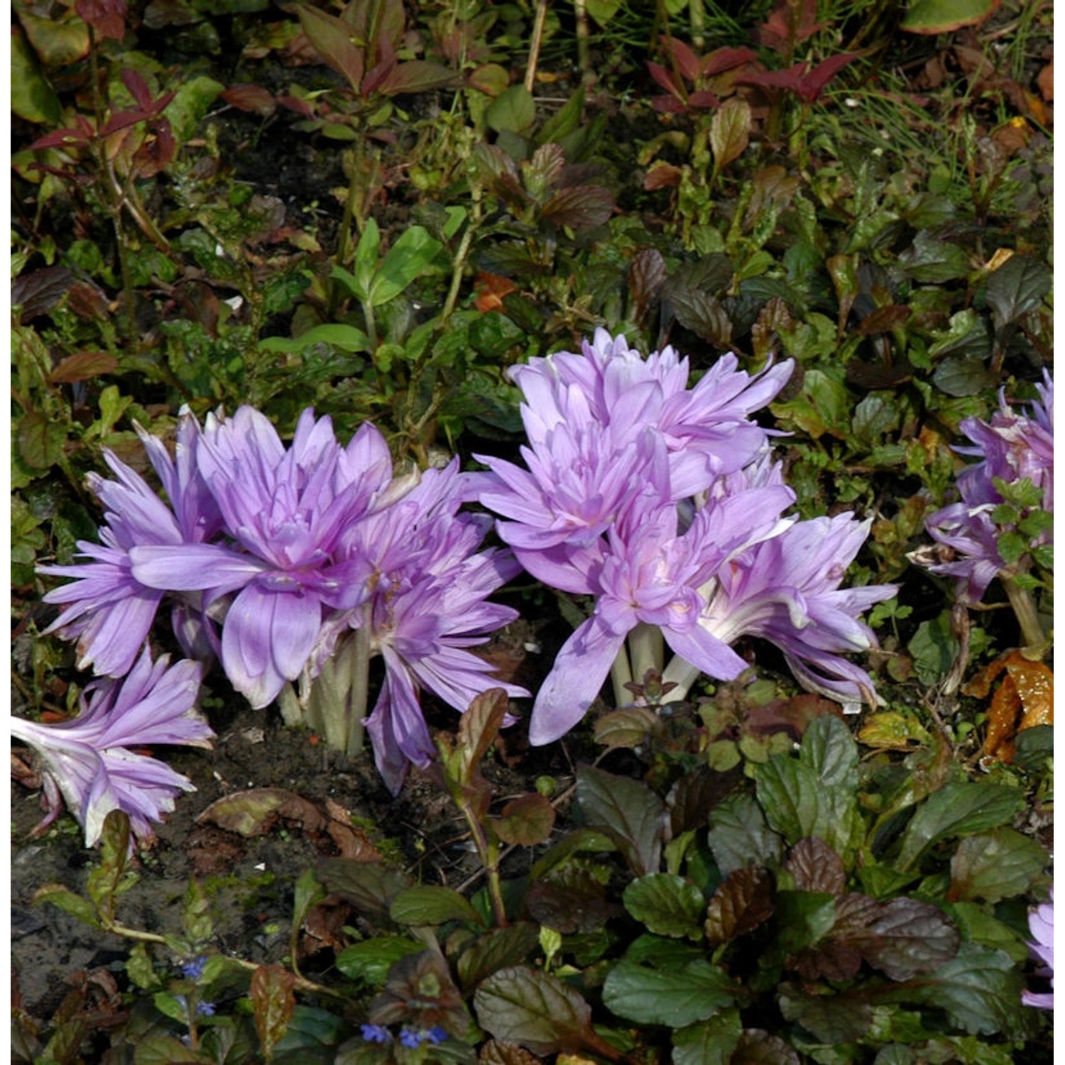 Herbstzeitlose Waterlily - Colchicum speciosum günstig online kaufen