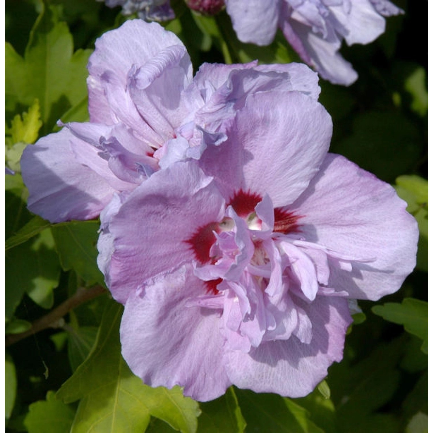 Hochstamm Rosen Eibisch Ardens 60-80cm - Hibiscus syriacus günstig online kaufen