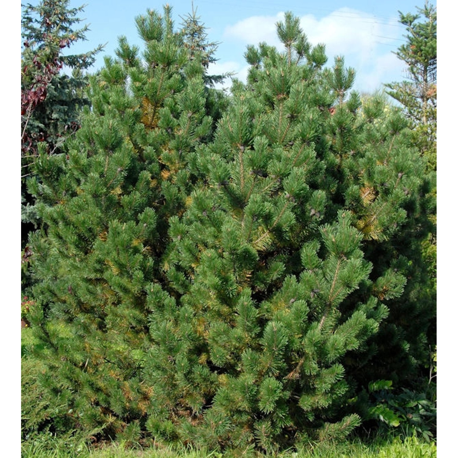 Bergkiefer Latschenkiefer 60-80cm - Pinus mugo günstig online kaufen