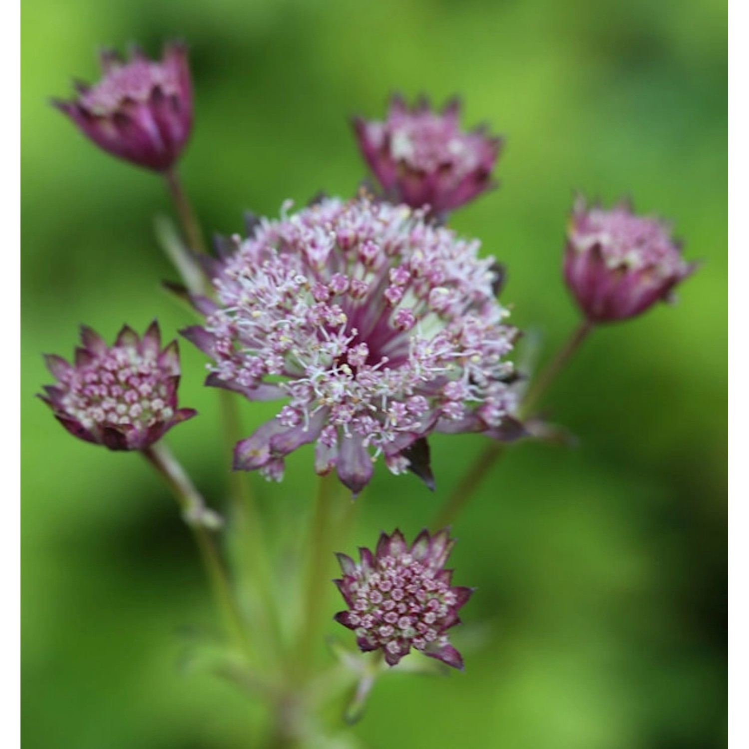 Sterndolde Hadspen Blood - Astrantia major günstig online kaufen