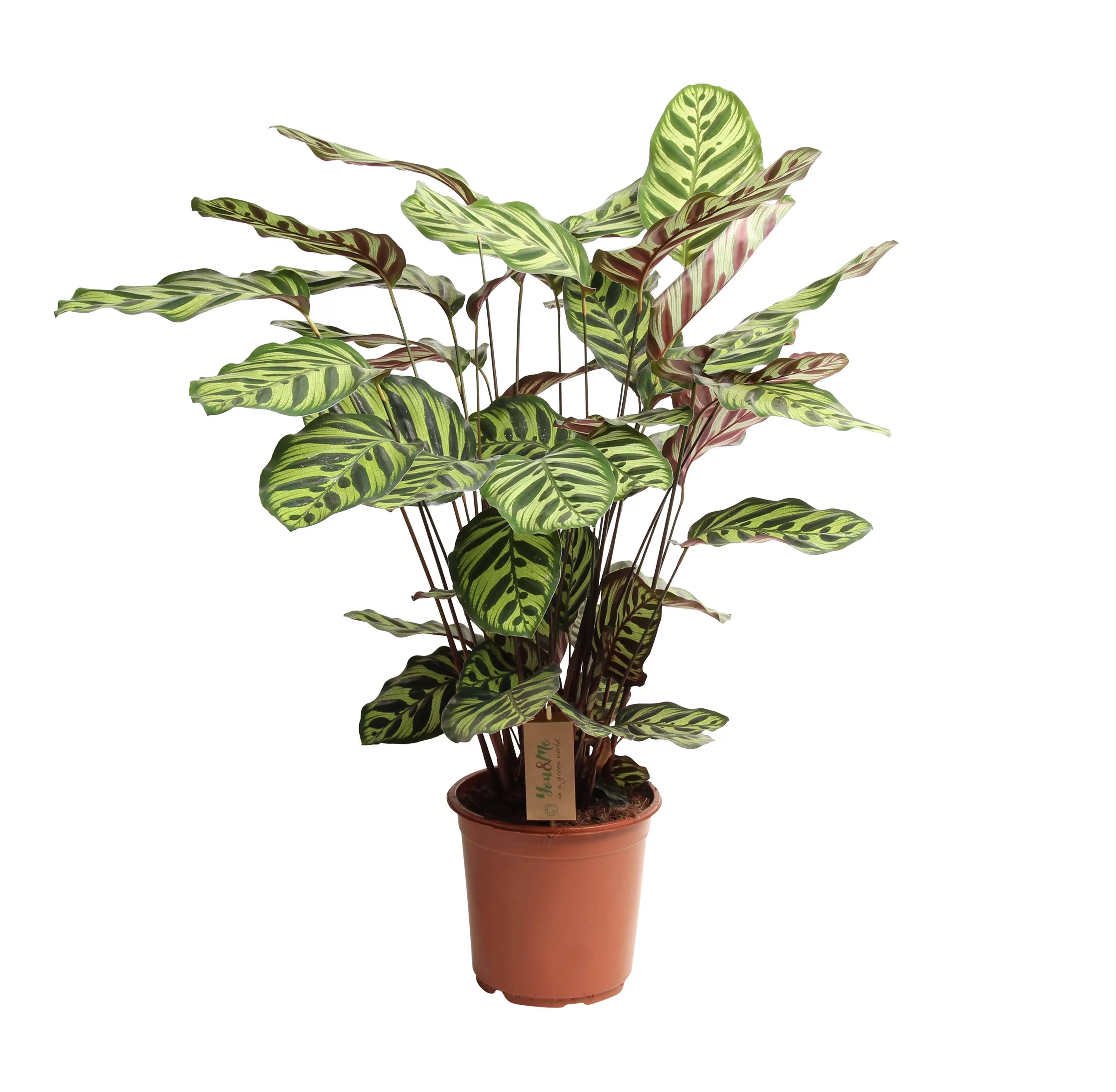 Perfect Plant | XL Calathea Makoyana günstig online kaufen