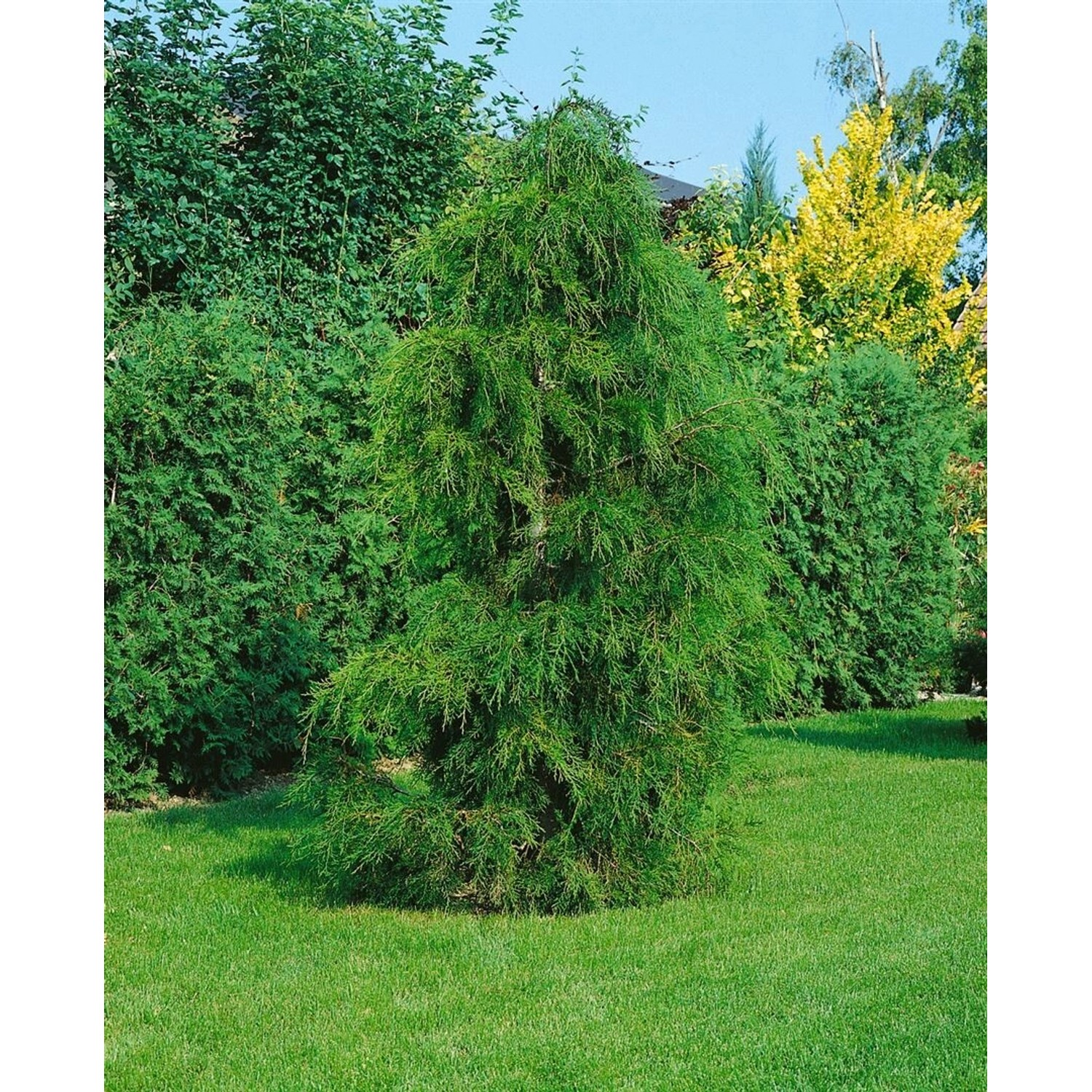 Chamaecyparis pisifera Plumosa Flavescens 30-40 cm günstig online kaufen