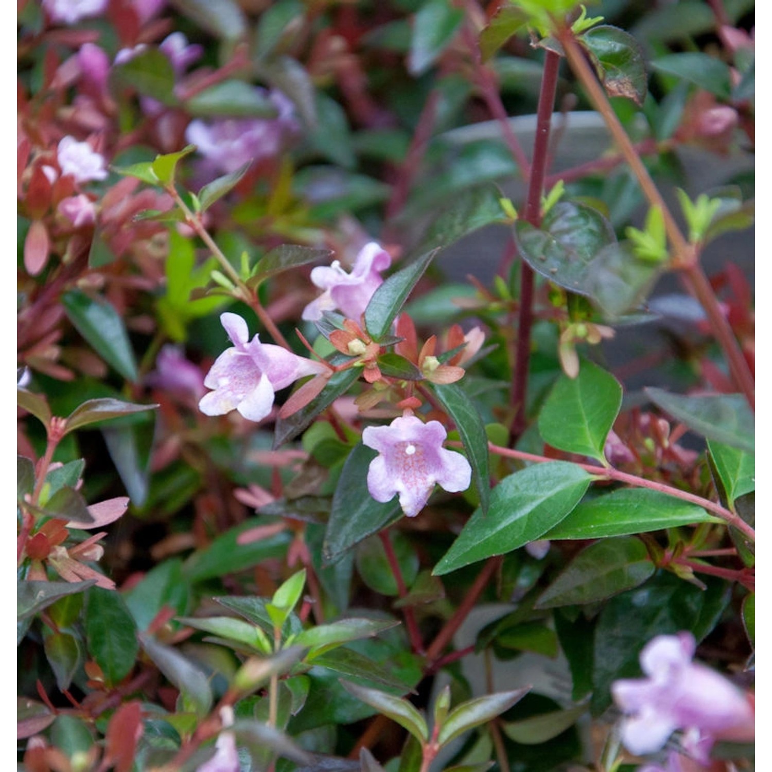 Abelia Edward Goucher 20-30cm - Abelia grandiflora günstig online kaufen