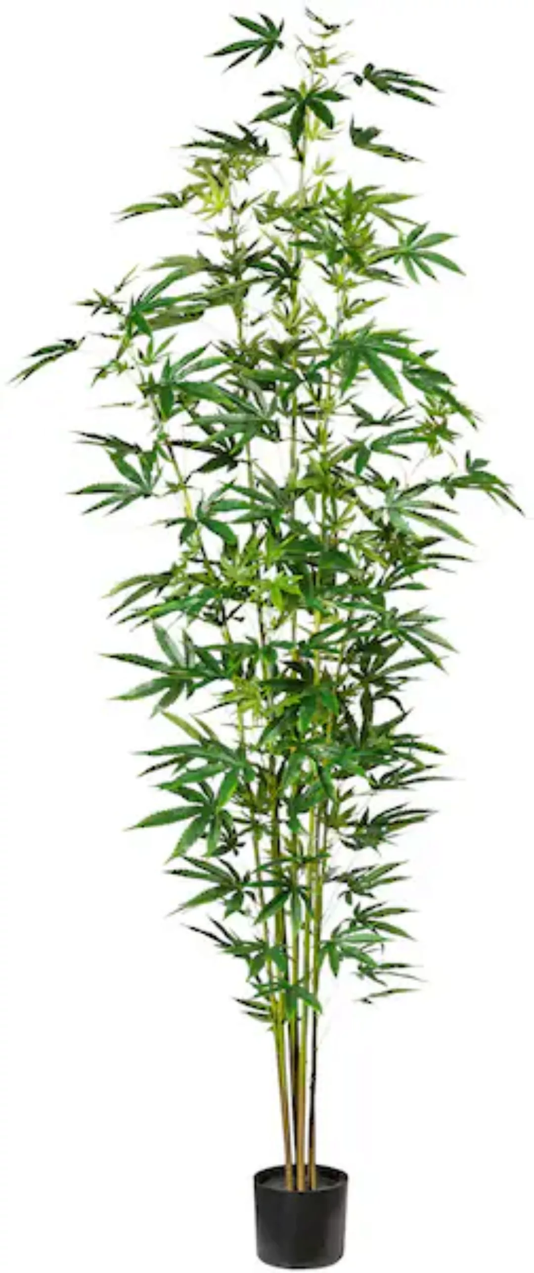 Creativ green Künstliche Zimmerpflanze »Zierhanfpflanze« günstig online kaufen