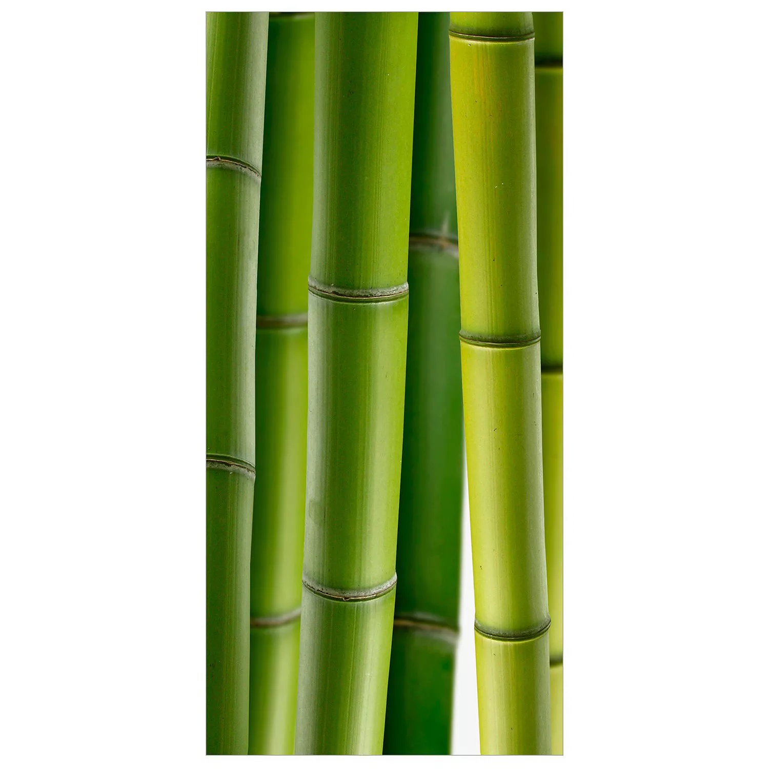 home24 Raumteiler Bambuspflanzen günstig online kaufen
