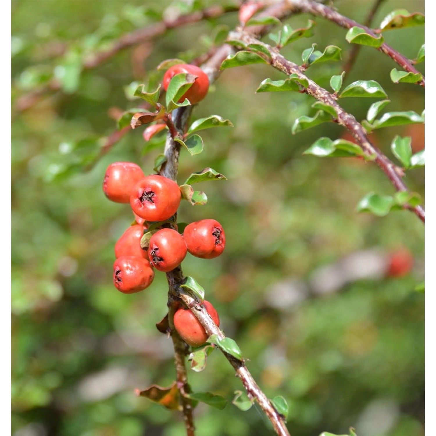 Hochstamm Kleine Bogenmispel 40-60cm - Cotoneaster adpressus günstig online kaufen