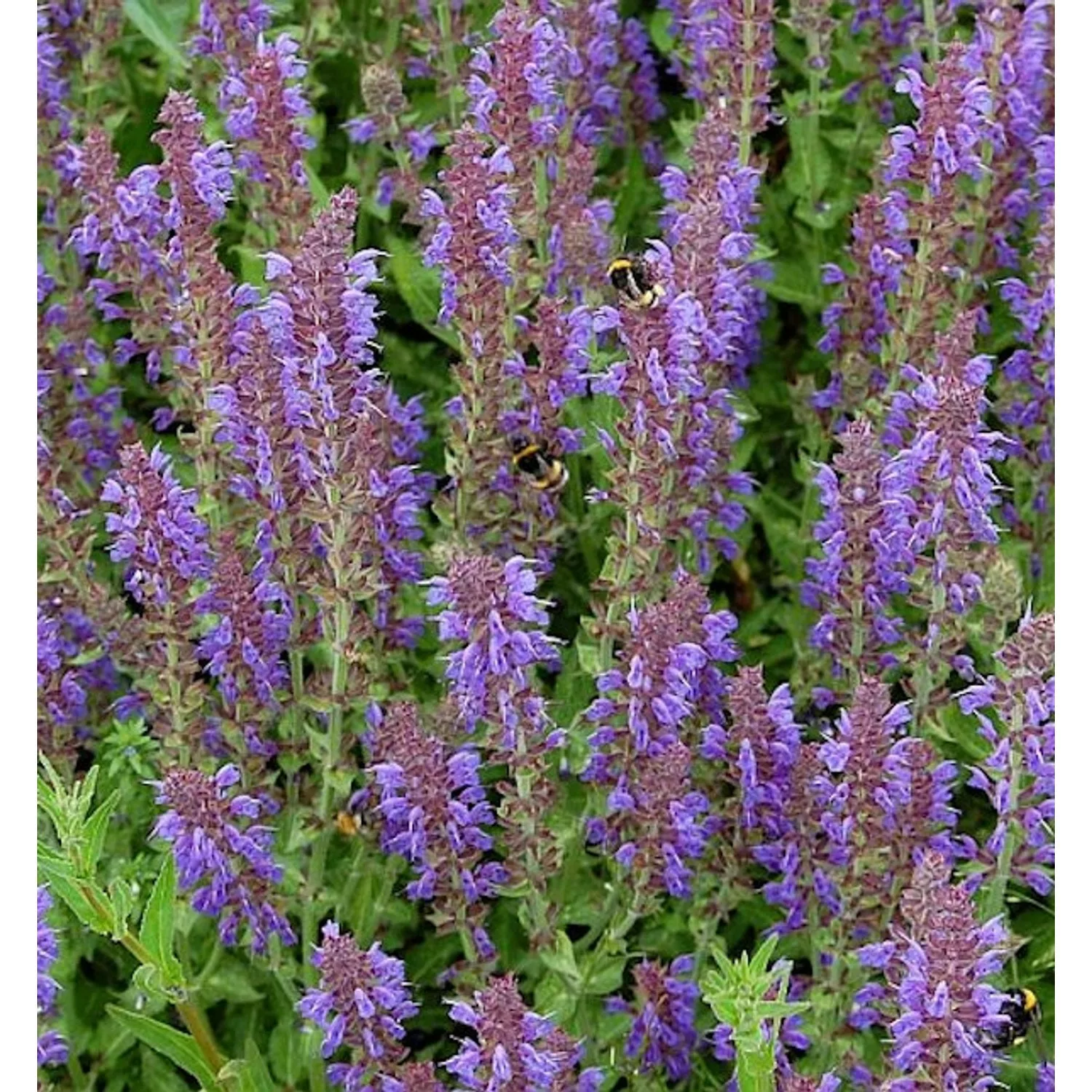 Salbei Rügen - Salvia nemorosa günstig online kaufen