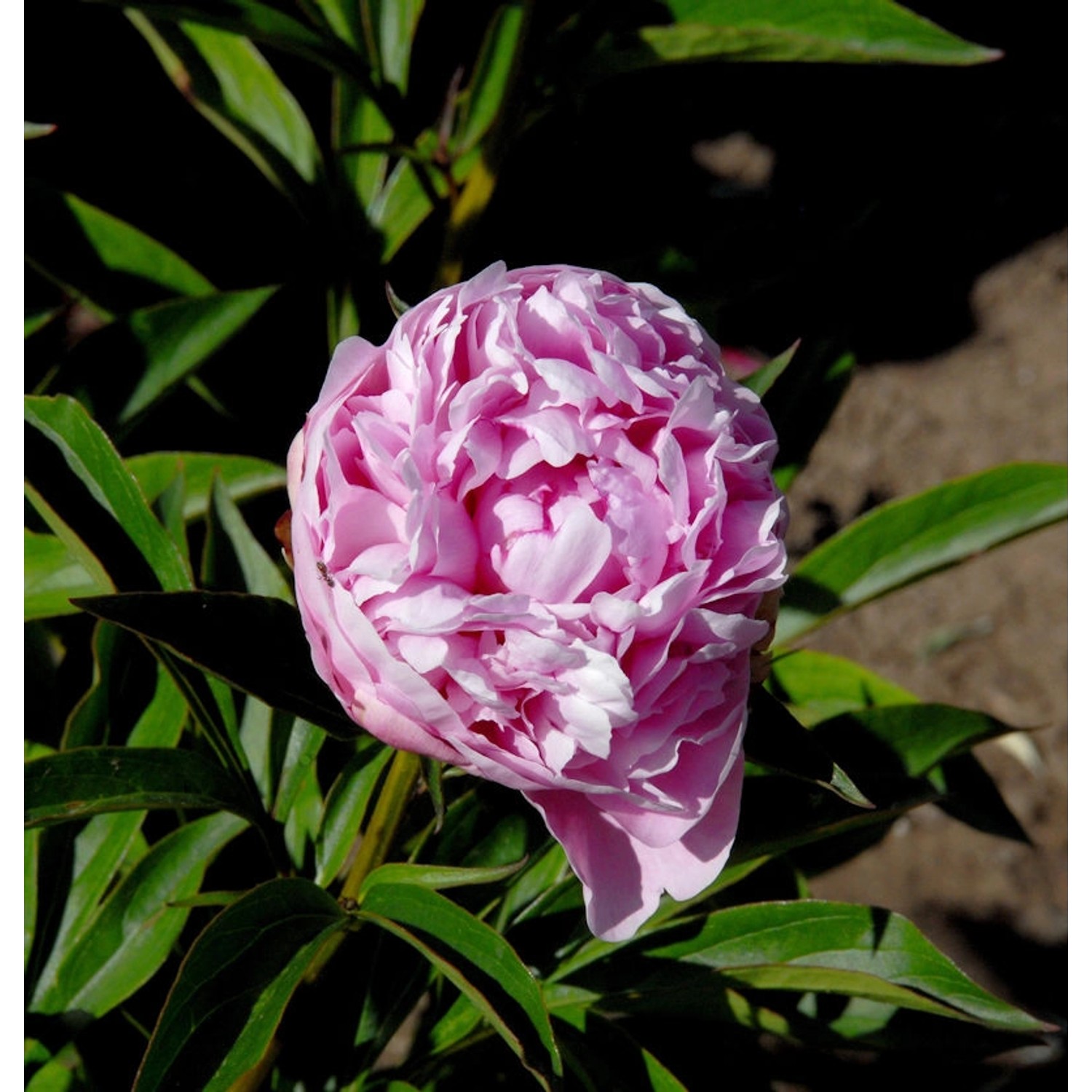 Edelpfingstrose Mammoth Rose - Paeonia lactiflora günstig online kaufen