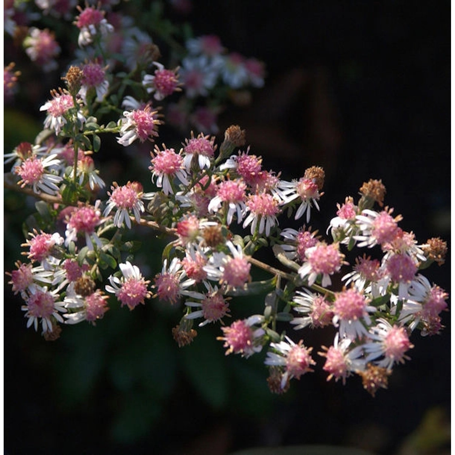 Waagerechte Herbst Aster Lady in Black - Aster lateriflorus günstig online kaufen