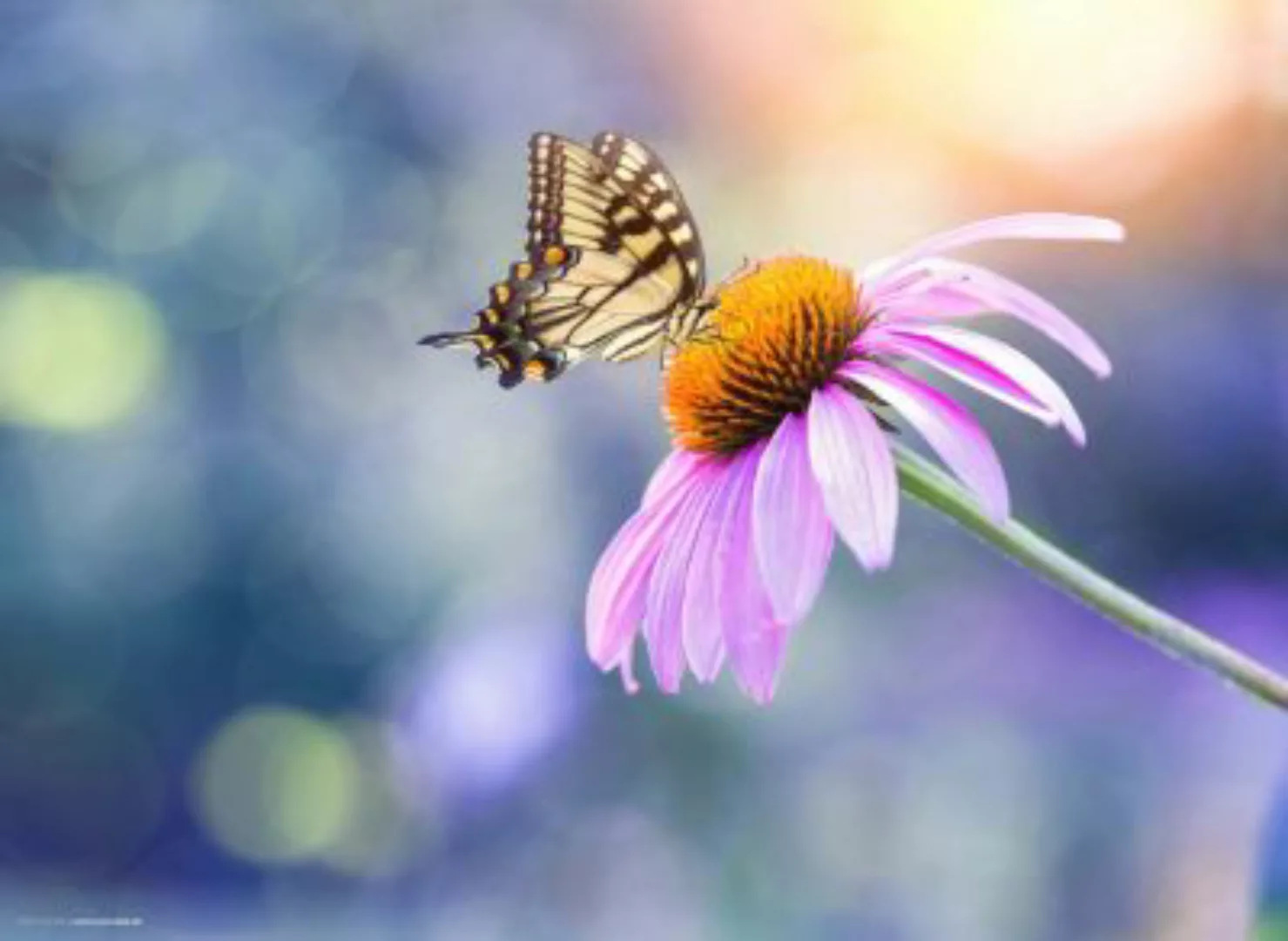 tischsetmacher Tischset Platzsets abwaschbar - Schmetterling auf Blume - au günstig online kaufen