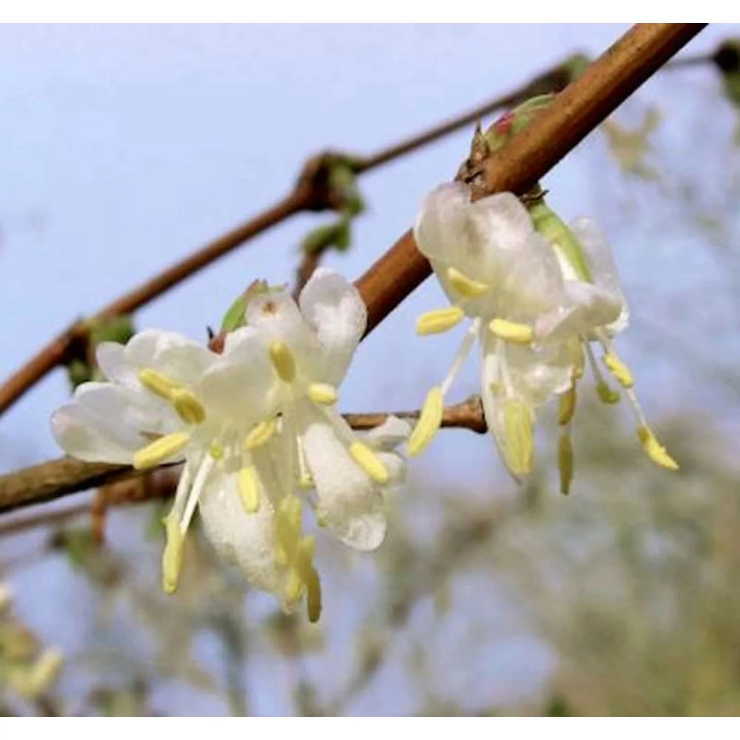 Wohlriechende Heckenkirsche 40-60cm - Lonicera fragrantissima günstig online kaufen