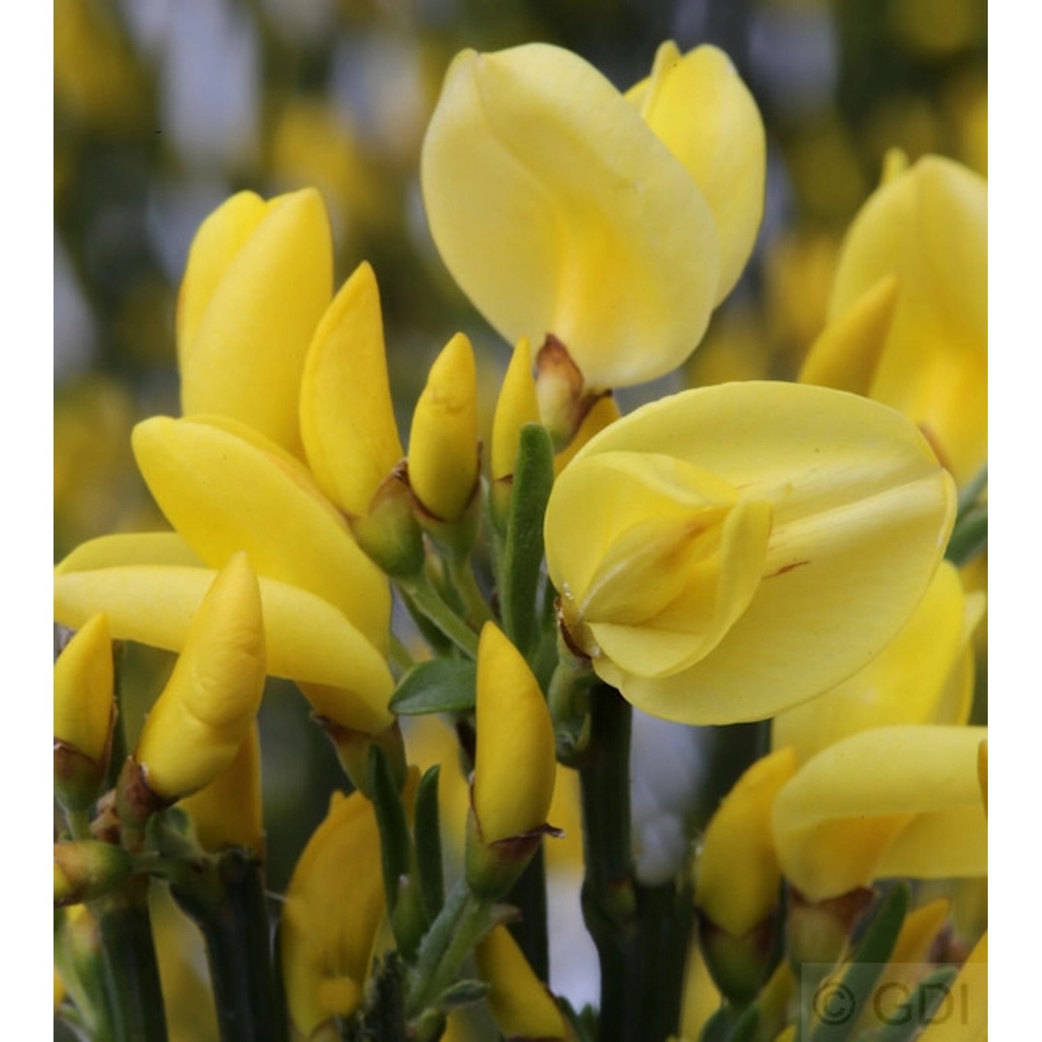 Hochstamm Elfenbein Ginster Allgold 60-80cm - Cytisus praecox günstig online kaufen