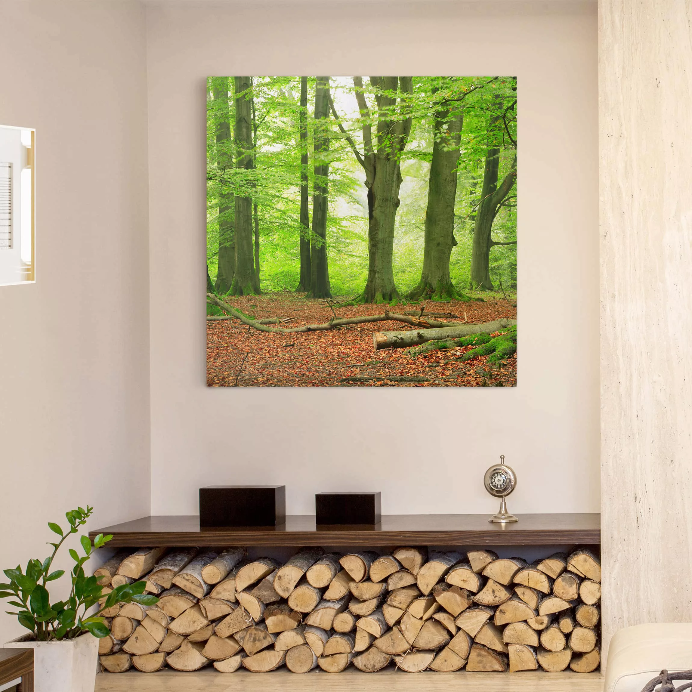 Leinwandbild Wald - Quadrat Mighty Beech Trees günstig online kaufen