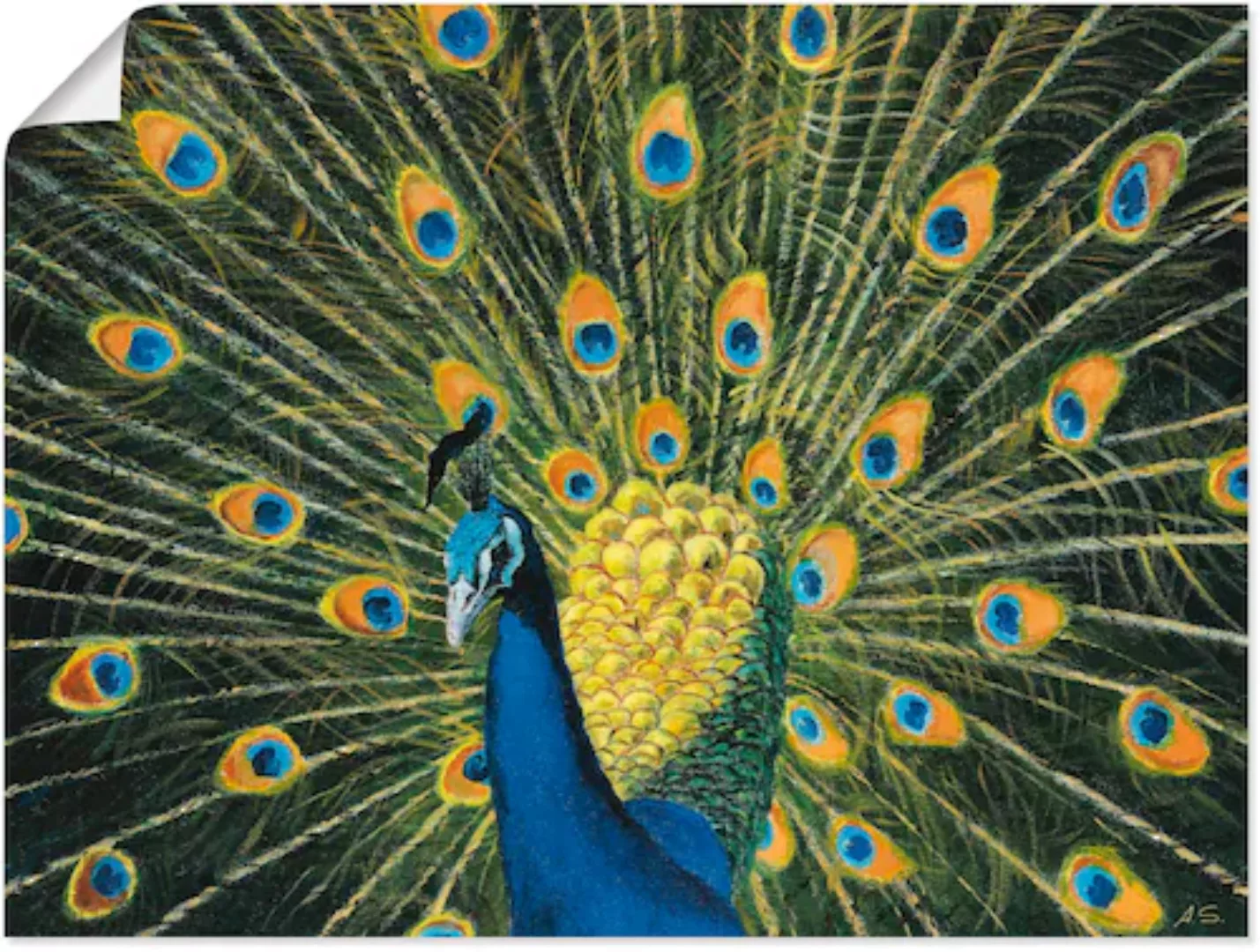 Artland Wandbild »Pfau«, Vögel, (1 St.), als Alubild, Outdoorbild, Leinwand günstig online kaufen