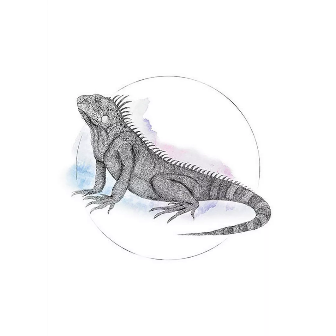 Komar Wandbild Iguana Watercolor Tiere B/L: ca. 50x70 cm günstig online kaufen
