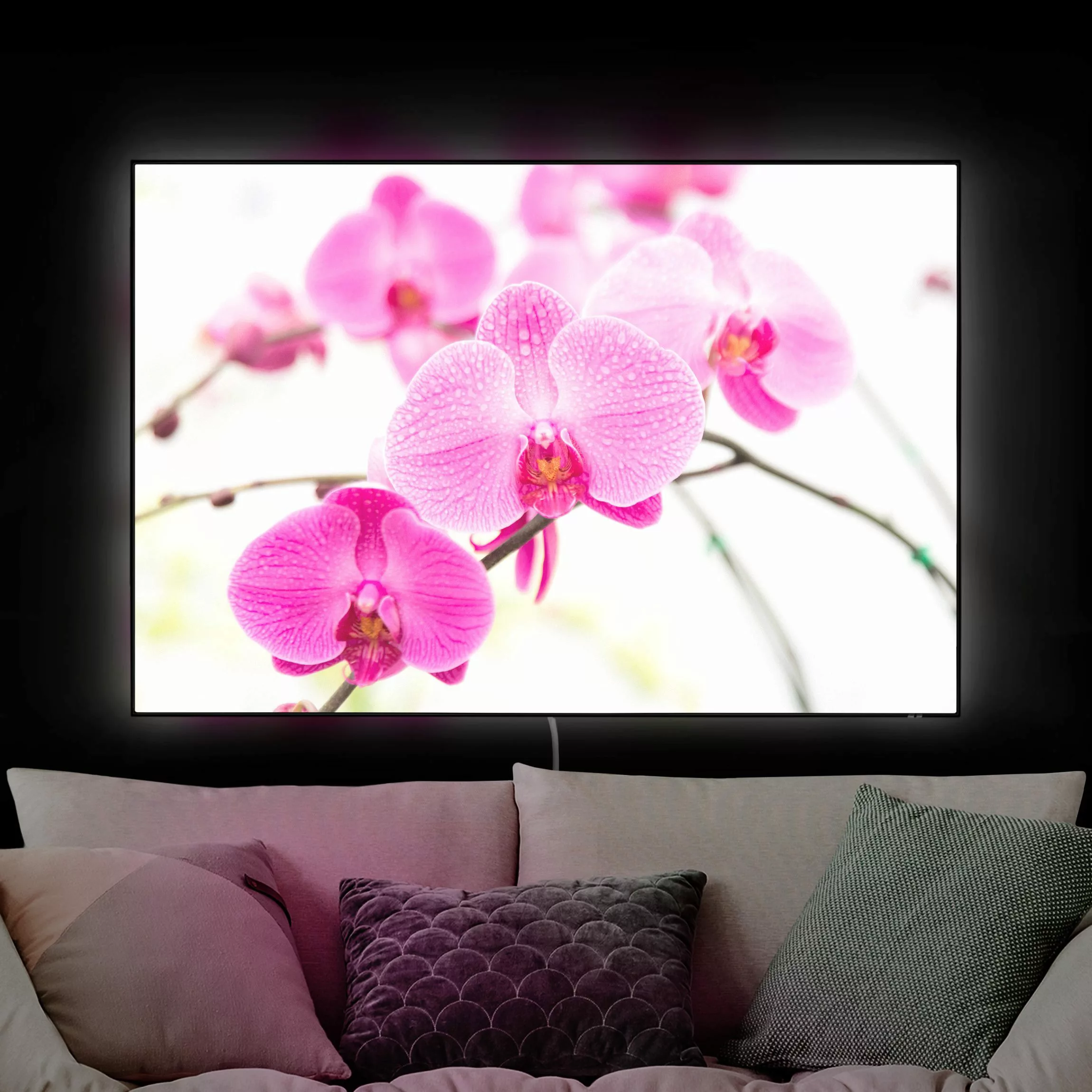 LED-Wechselbild Nahaufnahme Orchidee günstig online kaufen