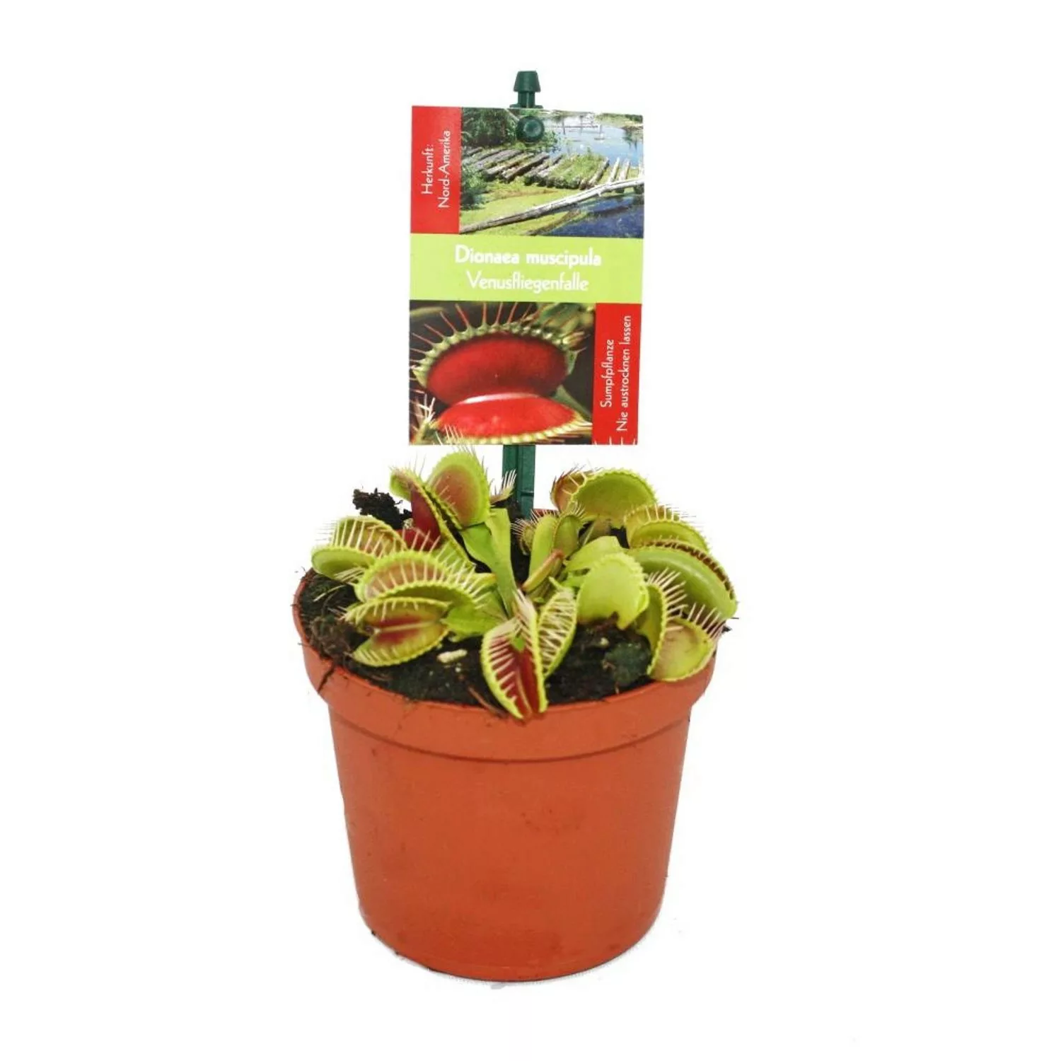 Exotenherz Venusfliegenfalle Dionaea Muscipula 9cm Topf günstig online kaufen